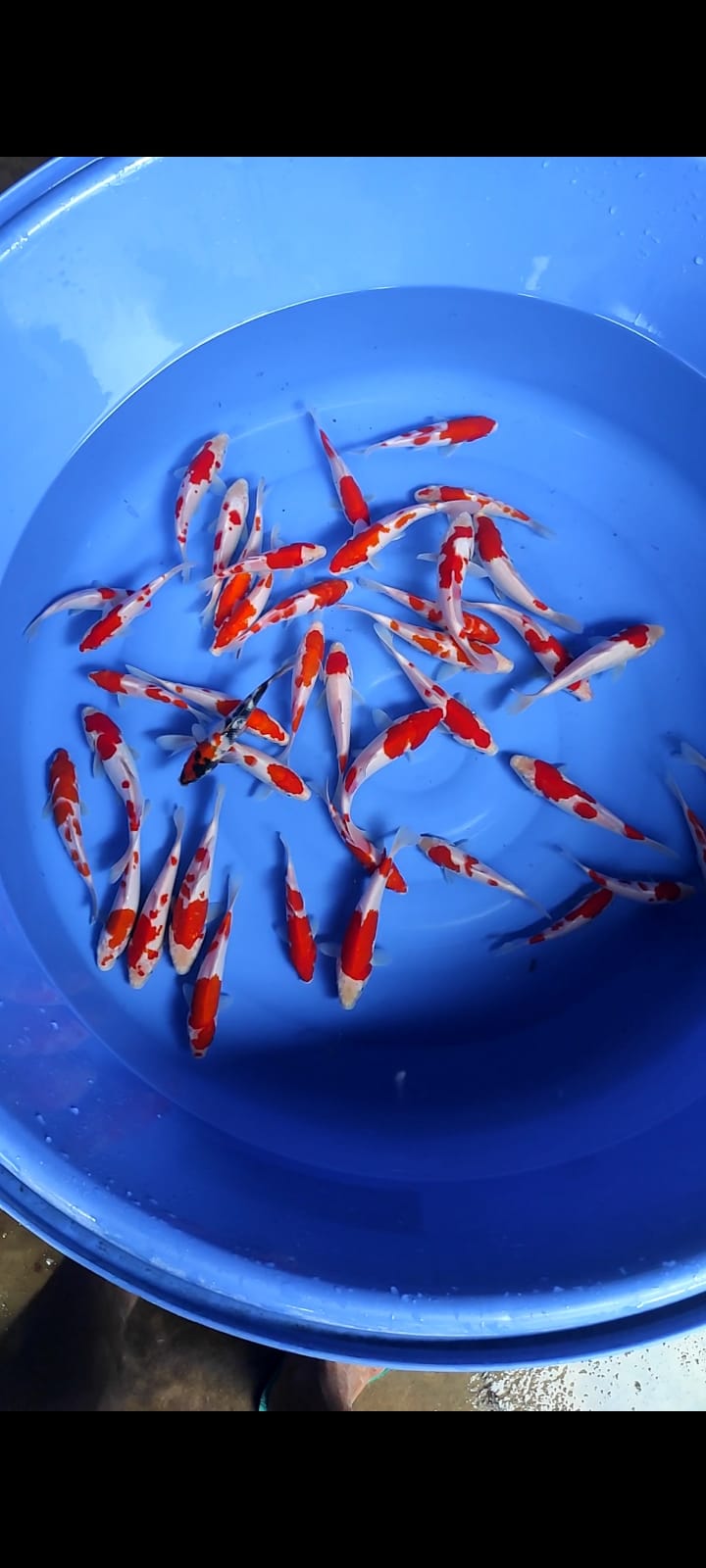 Lelang Koi Online, Jual Beli Ikan Koi, Pusat Jual Beli Koi, Info Lelang Koi Hari Ini, Platform Jual Beli Koi, Jual Beli Ikan Koi Online, Marketplace Ikan Koi, Jual Koi Terbaik, Tempat Beli Koi Berkualitas, Pasar Ikan Koi Online Terpercaya, Penjual Ikan Koi Terpercaya, Beli Koi Hias Online, Ikan Koi untuk Dijual, Koi Kualitas Terbaik, Toko Online Ikan Koi, Koi Hias Untuk Dijual, Jual Beli Ikan Koi Lokal, Koi Indonesia Online, Pusat Jual Beli Koi Terbesar