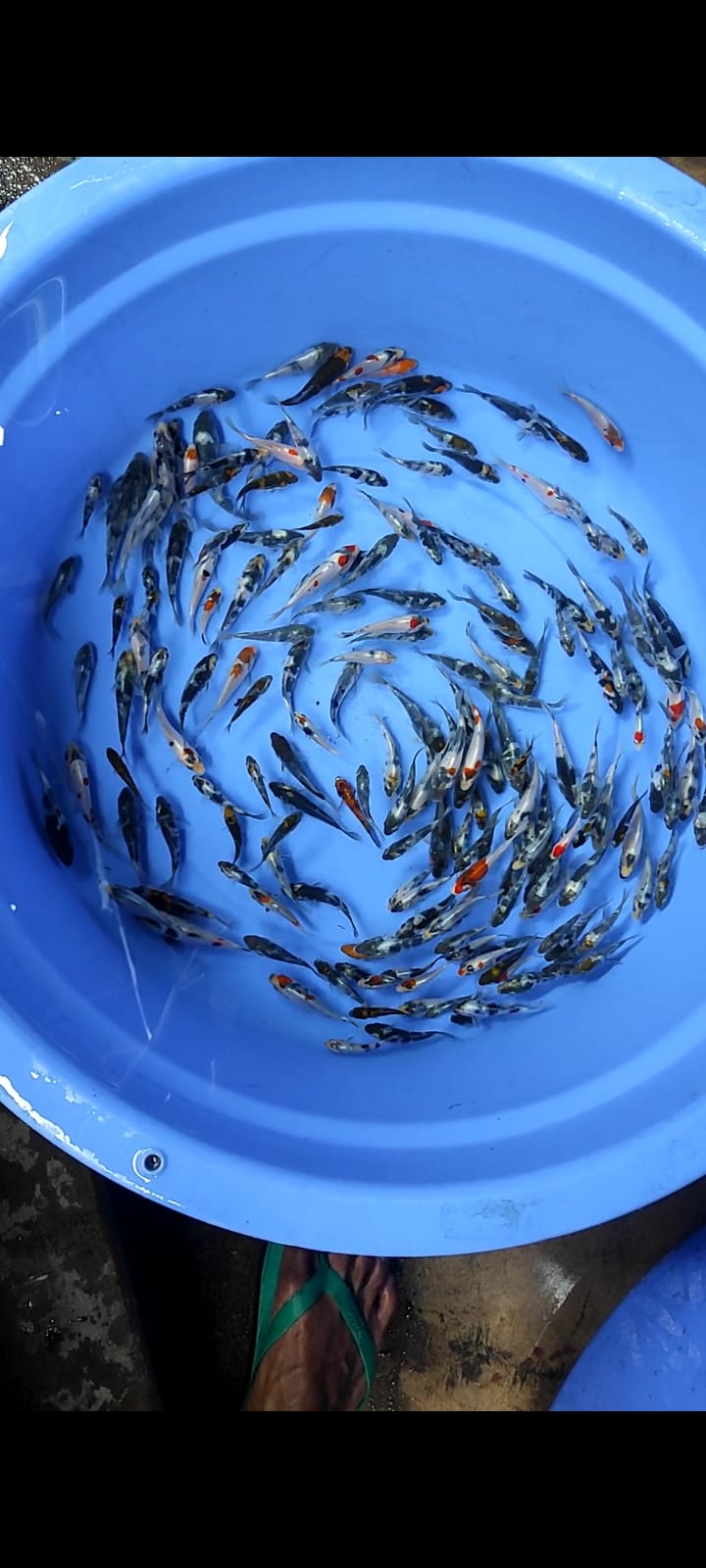 Lelang Koi Online, Jual Beli Ikan Koi, Pusat Jual Beli Koi, Info Lelang Koi Hari Ini, Platform Jual Beli Koi, Jual Beli Ikan Koi Online, Marketplace Ikan Koi, Jual Koi Terbaik, Tempat Beli Koi Berkualitas, Pasar Ikan Koi Online Terpercaya, Penjual Ikan Koi Terpercaya, Beli Koi Hias Online, Ikan Koi untuk Dijual, Koi Kualitas Terbaik, Toko Online Ikan Koi, Koi Hias Untuk Dijual, Jual Beli Ikan Koi Lokal, Koi Indonesia Online, Pusat Jual Beli Koi Terbesar