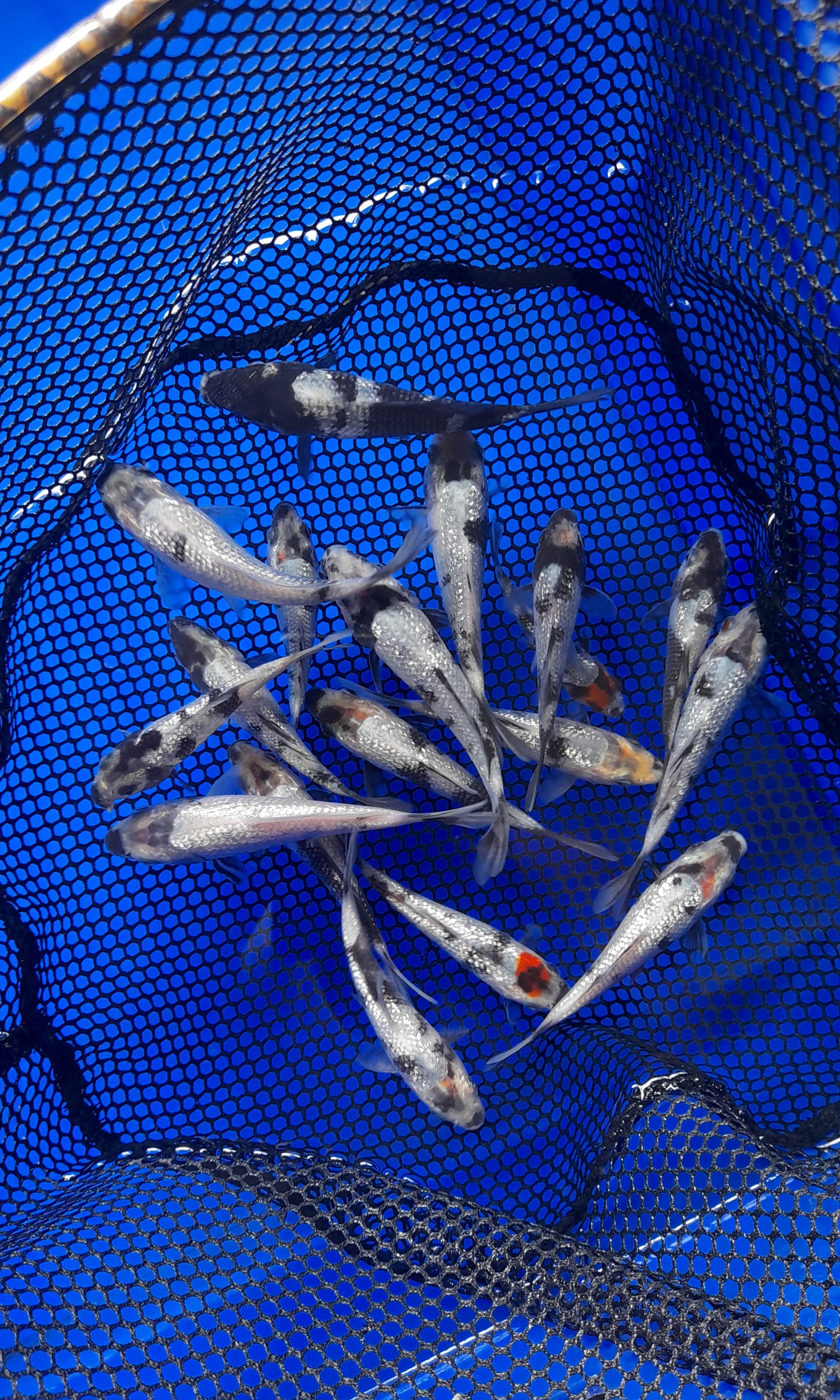 Lelang Koi Online, Jual Beli Ikan Koi, Pusat Jual Beli Koi, Info Lelang Koi Hari Ini, Platform Jual Beli Koi, Jual Beli Ikan Koi Online, Marketplace Ikan Koi, Jual Koi Terbaik, Tempat Beli Koi Berkualitas, Pasar Ikan Koi Online Terpercaya, Penjual Ikan Koi Terpercaya, Beli Koi Hias Online, Ikan Koi untuk Dijual, Koi Kualitas Terbaik, Toko Online Ikan Koi, Koi Hias Untuk Dijual, Jual Beli Ikan Koi Lokal, Koi Indonesia Online, Pusat Jual Beli Koi Terbesar