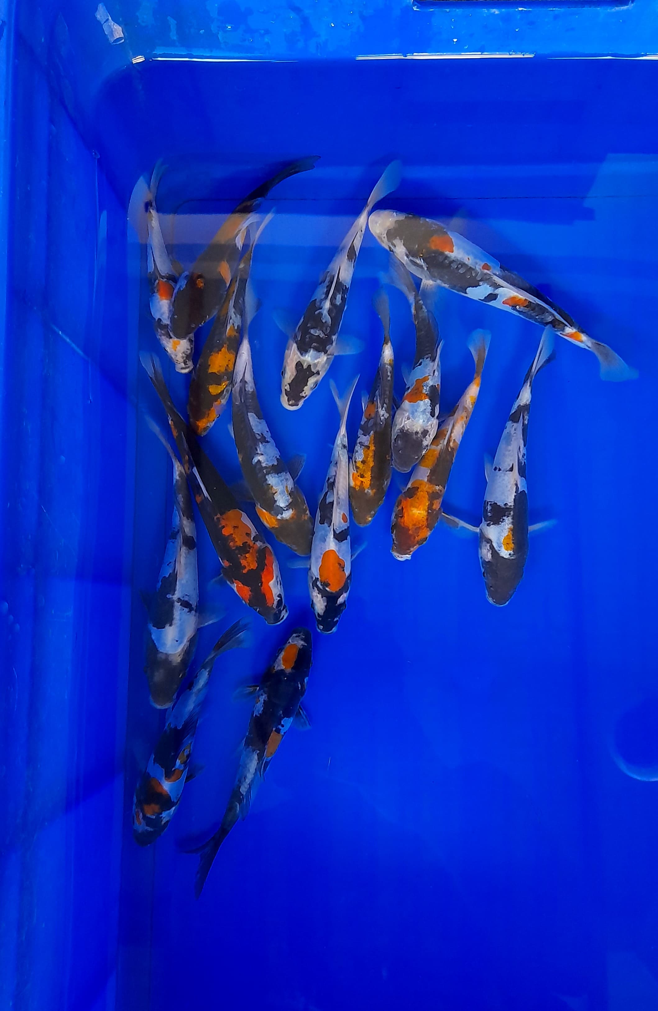 Lelang Koi Online, Jual Beli Ikan Koi, Pusat Jual Beli Koi, Info Lelang Koi Hari Ini, Platform Jual Beli Koi, Jual Beli Ikan Koi Online, Marketplace Ikan Koi, Jual Koi Terbaik, Tempat Beli Koi Berkualitas, Pasar Ikan Koi Online Terpercaya, Penjual Ikan Koi Terpercaya, Beli Koi Hias Online, Ikan Koi untuk Dijual, Koi Kualitas Terbaik, Toko Online Ikan Koi, Koi Hias Untuk Dijual, Jual Beli Ikan Koi Lokal, Koi Indonesia Online, Pusat Jual Beli Koi Terbesar