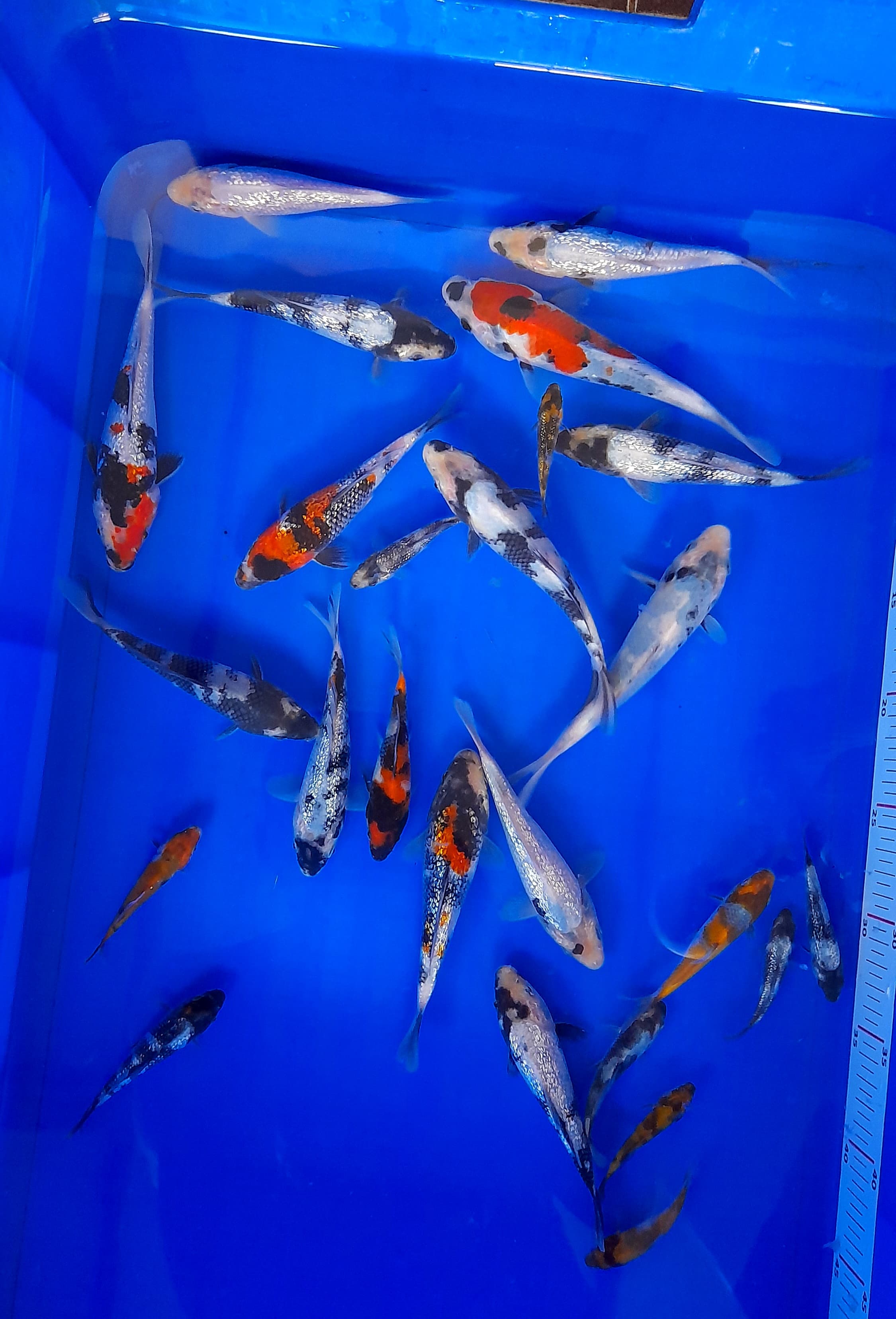 Lelang Koi Online, Jual Beli Ikan Koi, Pusat Jual Beli Koi, Info Lelang Koi Hari Ini, Platform Jual Beli Koi, Jual Beli Ikan Koi Online, Marketplace Ikan Koi, Jual Koi Terbaik, Tempat Beli Koi Berkualitas, Pasar Ikan Koi Online Terpercaya, Penjual Ikan Koi Terpercaya, Beli Koi Hias Online, Ikan Koi untuk Dijual, Koi Kualitas Terbaik, Toko Online Ikan Koi, Koi Hias Untuk Dijual, Jual Beli Ikan Koi Lokal, Koi Indonesia Online, Pusat Jual Beli Koi Terbesar