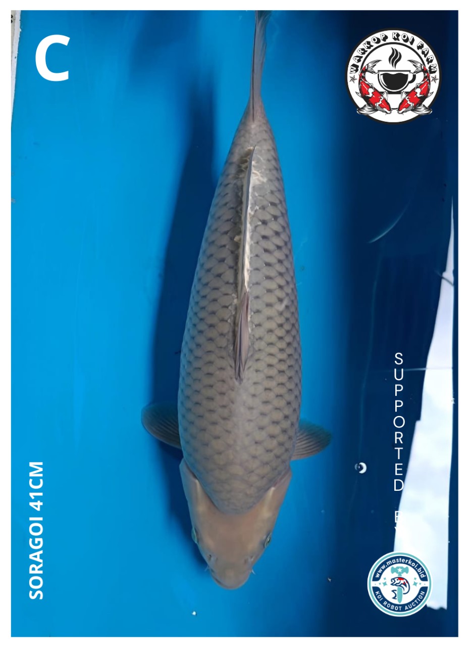 Lelang Koi Online, Jual Beli Ikan Koi, Pusat Jual Beli Koi, Info Lelang Koi Hari Ini, Platform Jual Beli Koi, Jual Beli Ikan Koi Online, Marketplace Ikan Koi, Jual Koi Terbaik, Tempat Beli Koi Berkualitas, Pasar Ikan Koi Online Terpercaya, Penjual Ikan Koi Terpercaya, Beli Koi Hias Online, Ikan Koi untuk Dijual, Koi Kualitas Terbaik, Toko Online Ikan Koi, Koi Hias Untuk Dijual, Jual Beli Ikan Koi Lokal, Koi Indonesia Online, Pusat Jual Beli Koi Terbesar