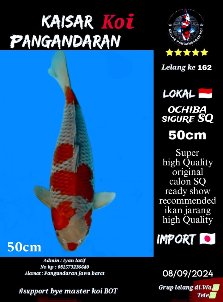 Lelang Koi Online, Jual Beli Ikan Koi, Pusat Jual Beli Koi, Info Lelang Koi Hari Ini, Platform Jual Beli Koi, Jual Beli Ikan Koi Online, Marketplace Ikan Koi, Jual Koi Terbaik, Tempat Beli Koi Berkualitas, Pasar Ikan Koi Online Terpercaya, Penjual Ikan Koi Terpercaya, Beli Koi Hias Online, Ikan Koi untuk Dijual, Koi Kualitas Terbaik, Toko Online Ikan Koi, Koi Hias Untuk Dijual, Jual Beli Ikan Koi Lokal, Koi Indonesia Online, Pusat Jual Beli Koi Terbesar