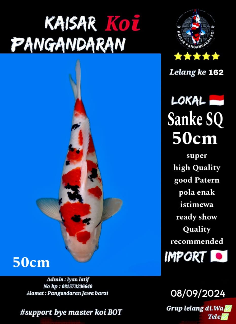 Lelang Koi Online, Jual Beli Ikan Koi, Pusat Jual Beli Koi, Info Lelang Koi Hari Ini, Platform Jual Beli Koi, Jual Beli Ikan Koi Online, Marketplace Ikan Koi, Jual Koi Terbaik, Tempat Beli Koi Berkualitas, Pasar Ikan Koi Online Terpercaya, Penjual Ikan Koi Terpercaya, Beli Koi Hias Online, Ikan Koi untuk Dijual, Koi Kualitas Terbaik, Toko Online Ikan Koi, Koi Hias Untuk Dijual, Jual Beli Ikan Koi Lokal, Koi Indonesia Online, Pusat Jual Beli Koi Terbesar