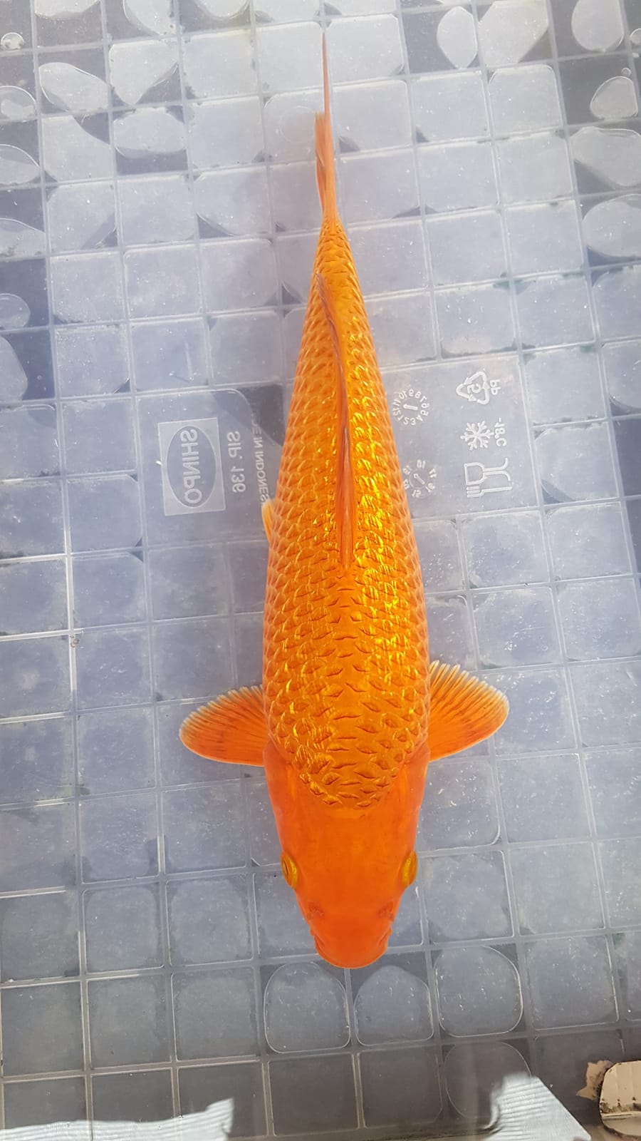 Lelang Koi Online, Jual Beli Ikan Koi, Pusat Jual Beli Koi, Info Lelang Koi Hari Ini, Platform Jual Beli Koi, Jual Beli Ikan Koi Online, Marketplace Ikan Koi, Jual Koi Terbaik, Tempat Beli Koi Berkualitas, Pasar Ikan Koi Online Terpercaya, Penjual Ikan Koi Terpercaya, Beli Koi Hias Online, Ikan Koi untuk Dijual, Koi Kualitas Terbaik, Toko Online Ikan Koi, Koi Hias Untuk Dijual, Jual Beli Ikan Koi Lokal, Koi Indonesia Online, Pusat Jual Beli Koi Terbesar