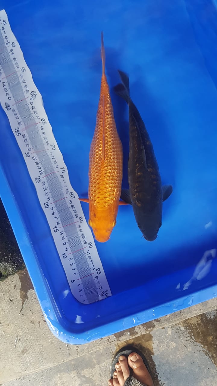 Lelang Koi Online, Jual Beli Ikan Koi, Pusat Jual Beli Koi, Info Lelang Koi Hari Ini, Platform Jual Beli Koi, Jual Beli Ikan Koi Online, Marketplace Ikan Koi, Jual Koi Terbaik, Tempat Beli Koi Berkualitas, Pasar Ikan Koi Online Terpercaya, Penjual Ikan Koi Terpercaya, Beli Koi Hias Online, Ikan Koi untuk Dijual, Koi Kualitas Terbaik, Toko Online Ikan Koi, Koi Hias Untuk Dijual, Jual Beli Ikan Koi Lokal, Koi Indonesia Online, Pusat Jual Beli Koi Terbesar