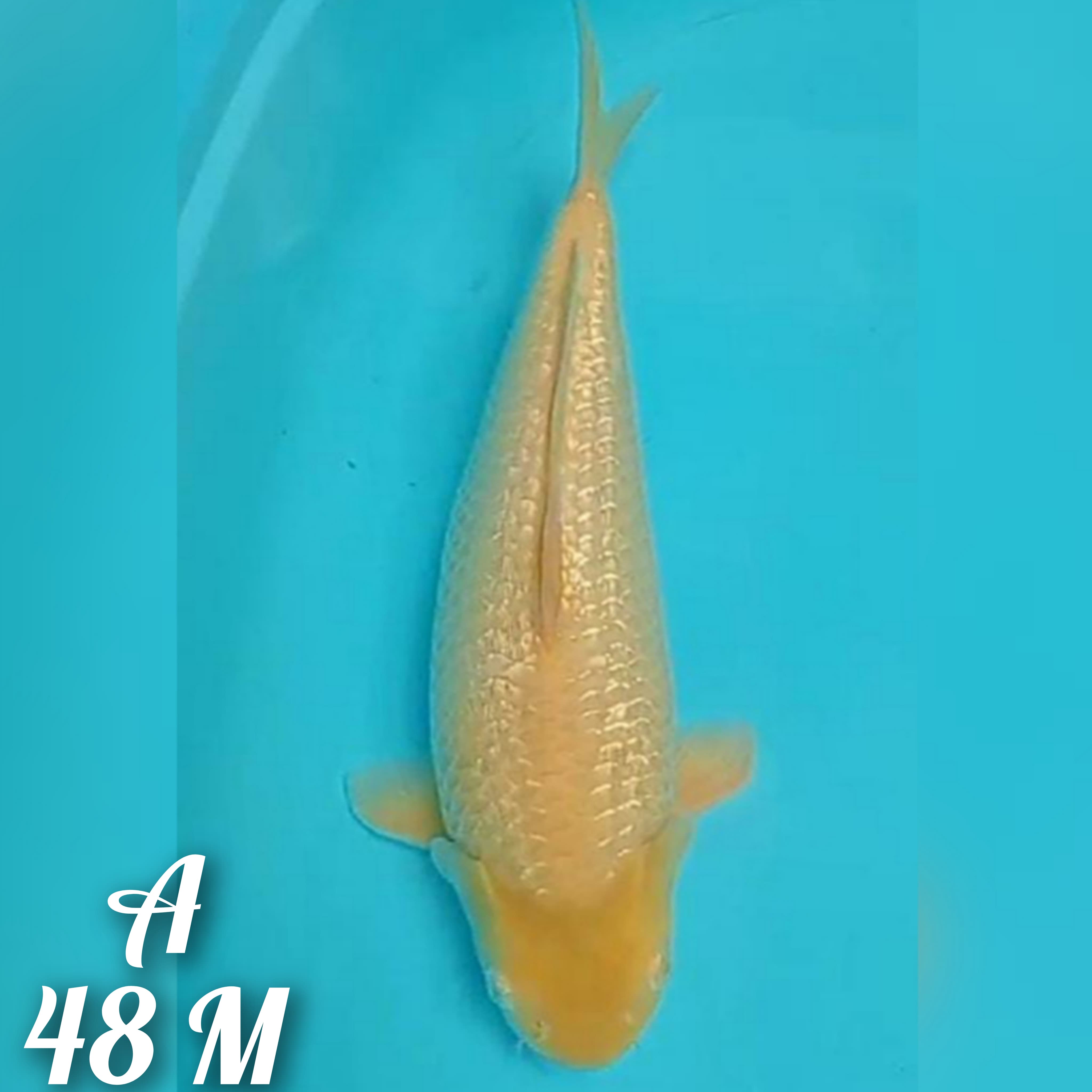 KARASI GINRIN PUNUK BODY TERRPEDO 48cm