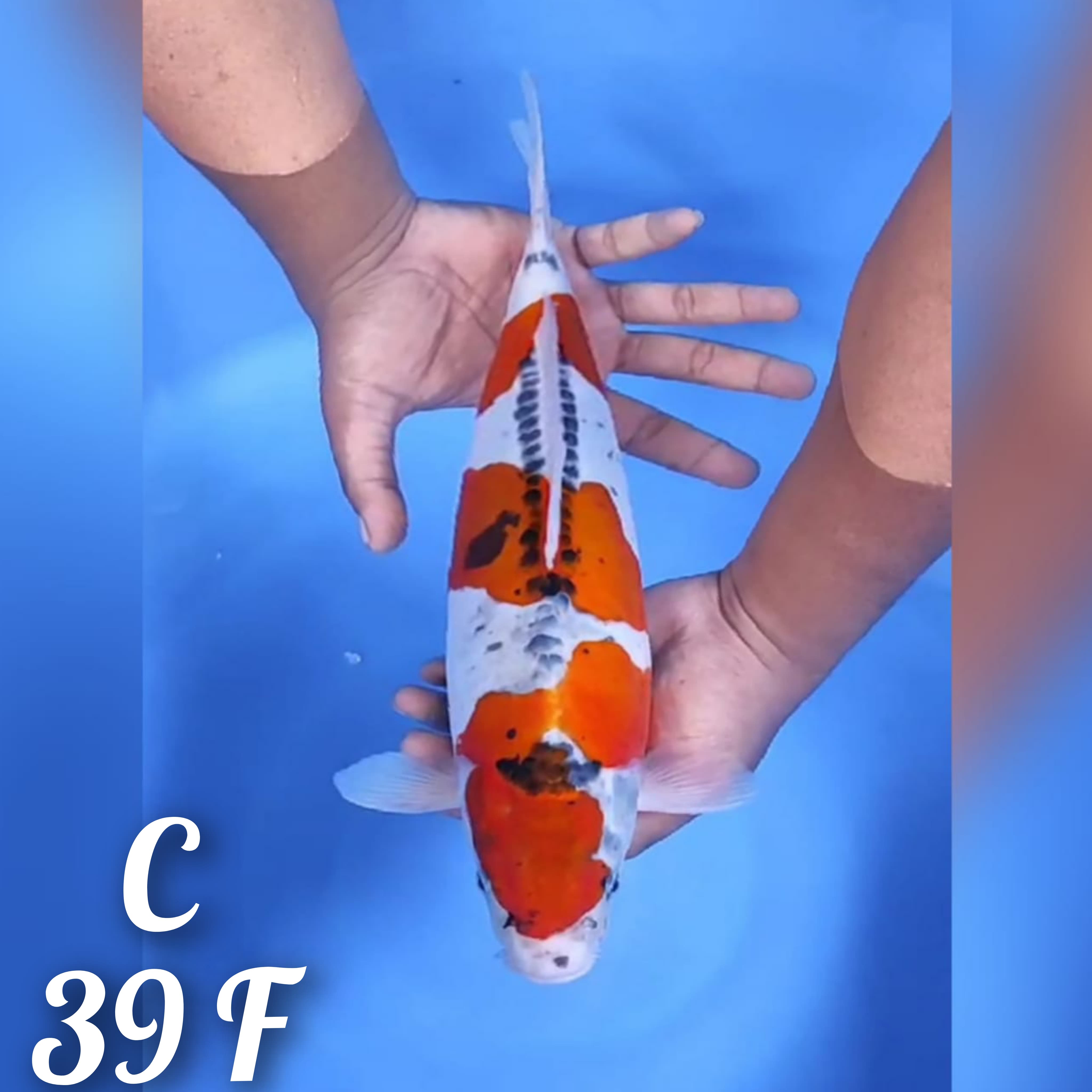 MARUTEN GOSHIKI DOITSU 39cm