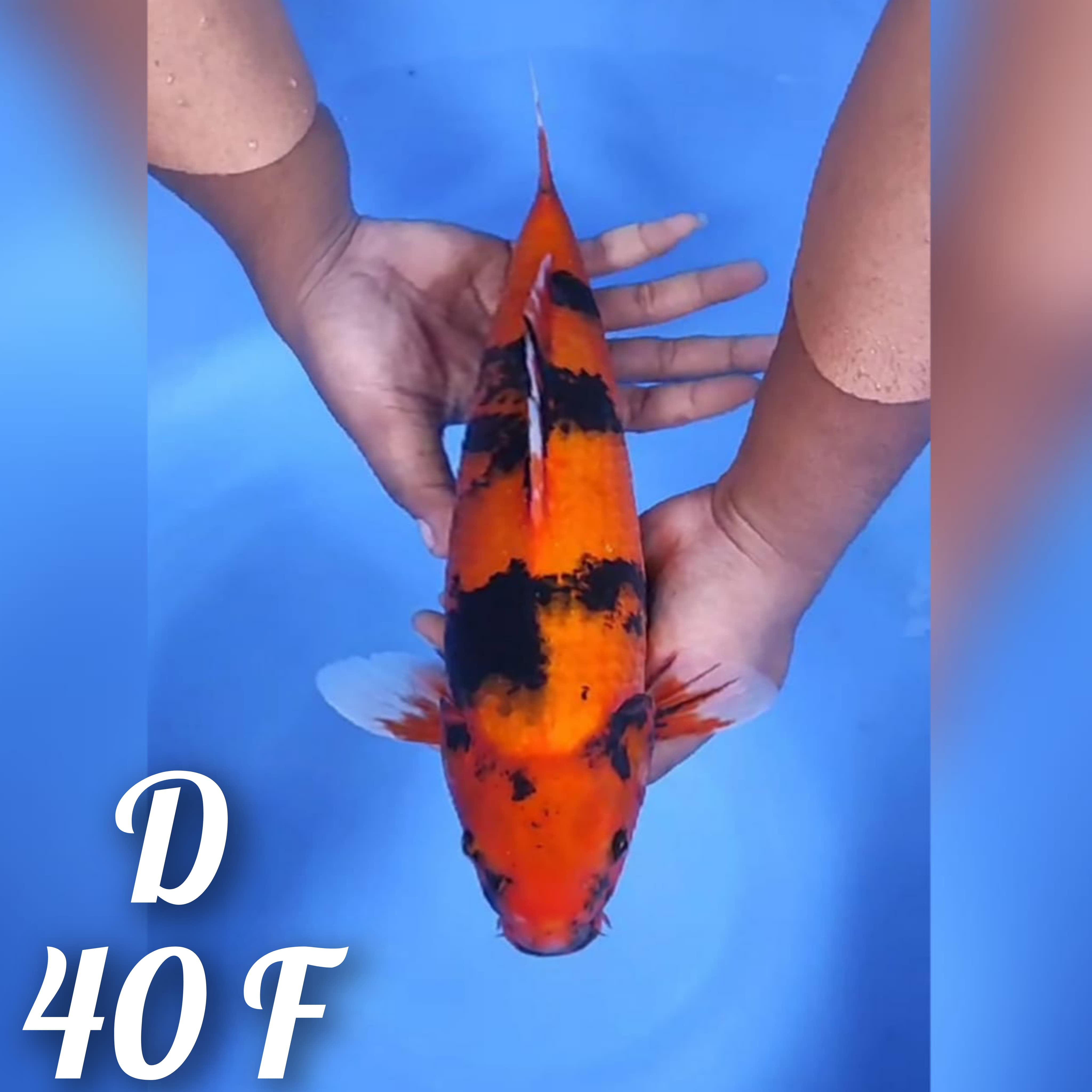 JUMBO HI SHOWA 40cm