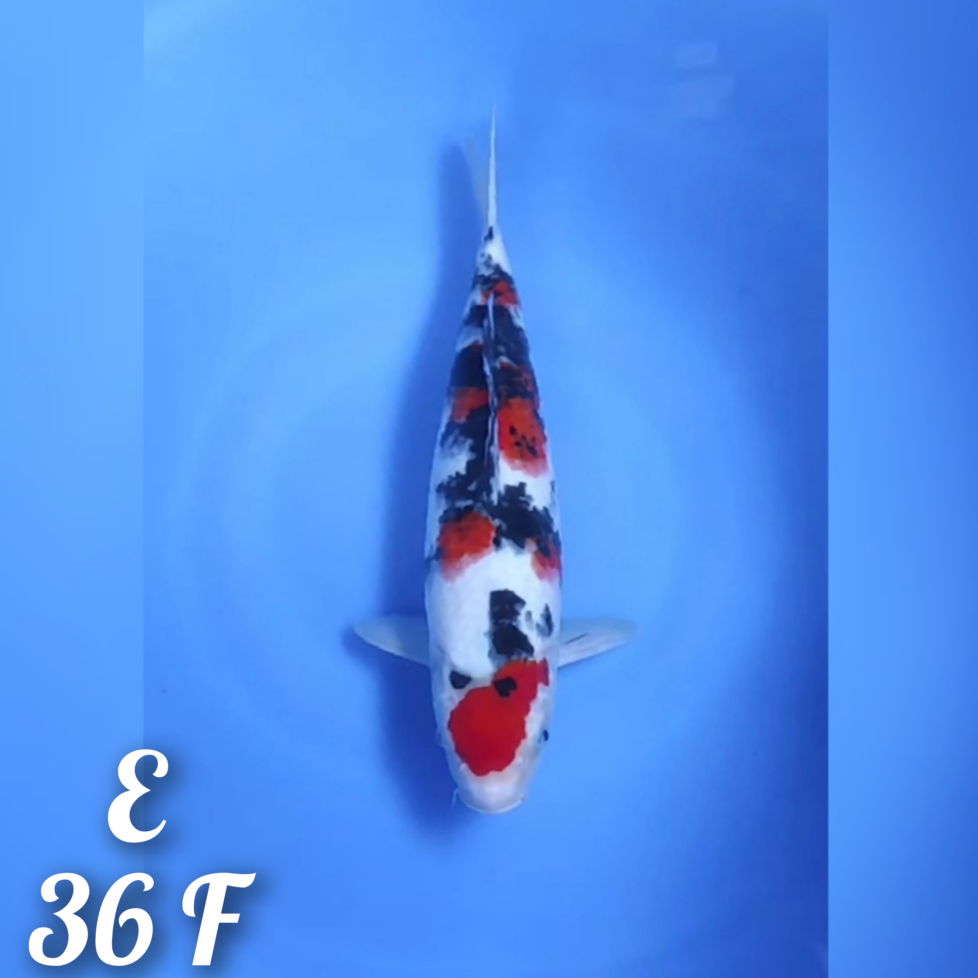 MARUTEN SANKE ORIGINAL MANTAB 36cm