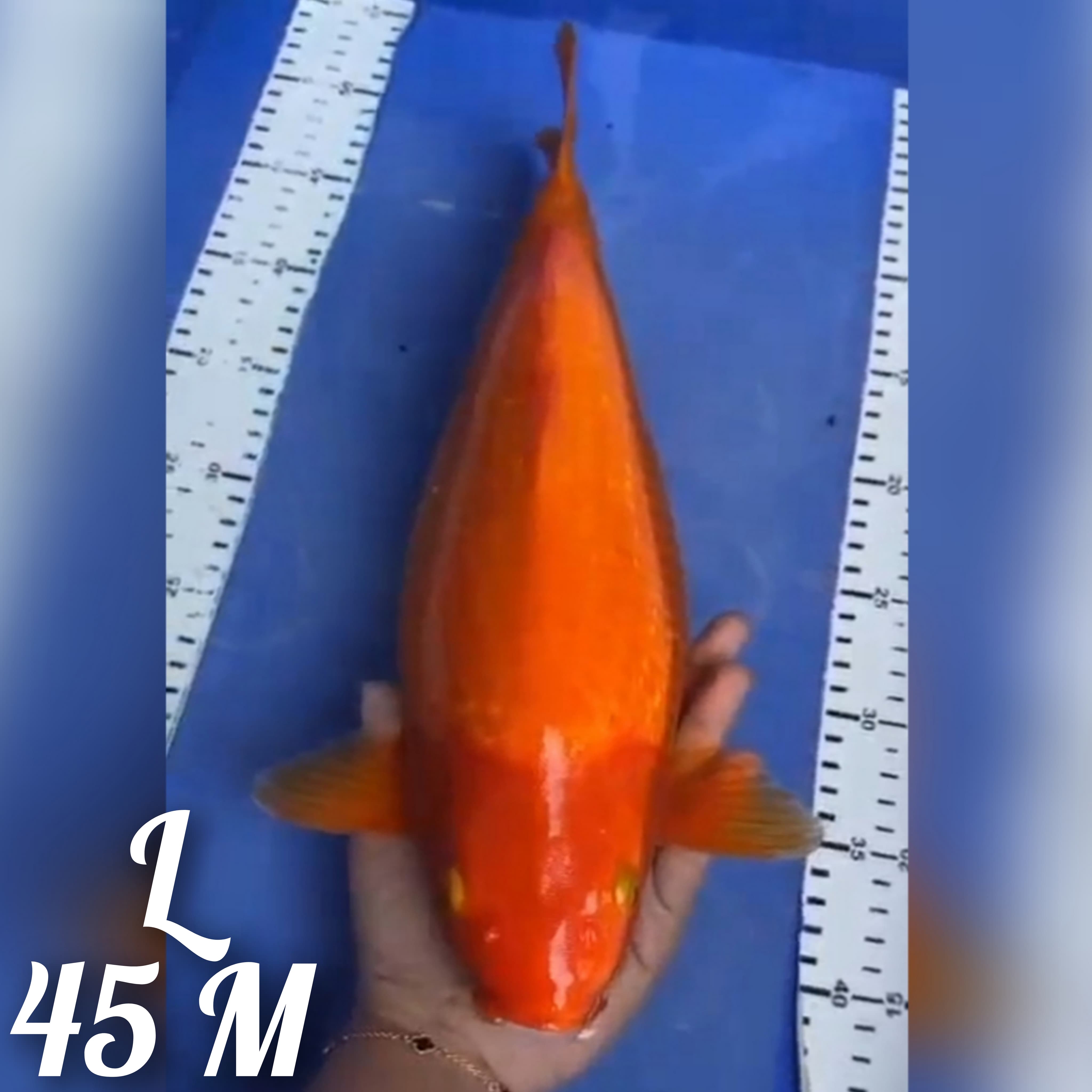 RED KARASI PUNUK MANTAB 45cm