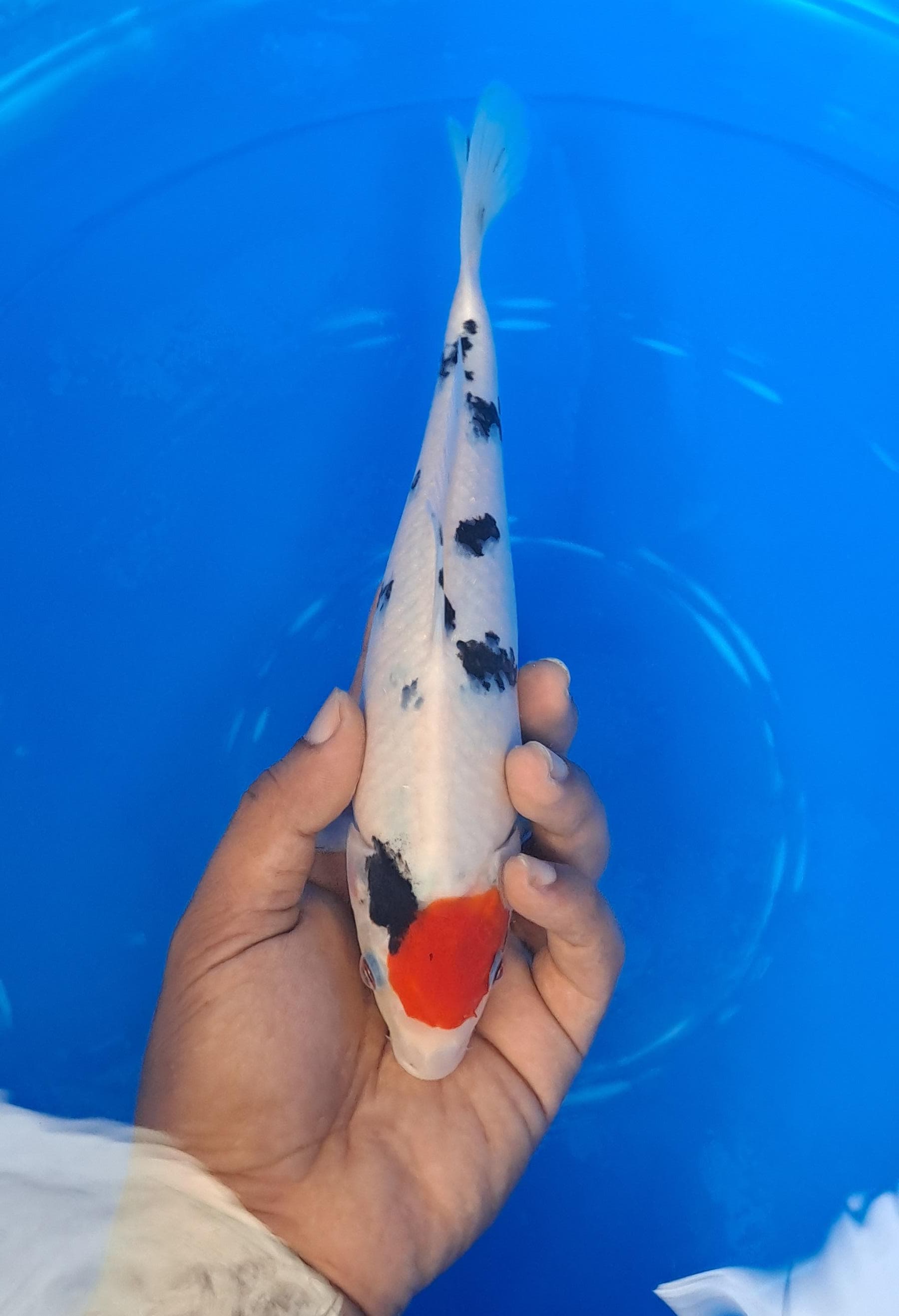 Lelang Koi Online, Jual Beli Ikan Koi, Pusat Jual Beli Koi, Info Lelang Koi Hari Ini, Platform Jual Beli Koi, Jual Beli Ikan Koi Online, Marketplace Ikan Koi, Jual Koi Terbaik, Tempat Beli Koi Berkualitas, Pasar Ikan Koi Online Terpercaya, Penjual Ikan Koi Terpercaya, Beli Koi Hias Online, Ikan Koi untuk Dijual, Koi Kualitas Terbaik, Toko Online Ikan Koi, Koi Hias Untuk Dijual, Jual Beli Ikan Koi Lokal, Koi Indonesia Online, Pusat Jual Beli Koi Terbesar