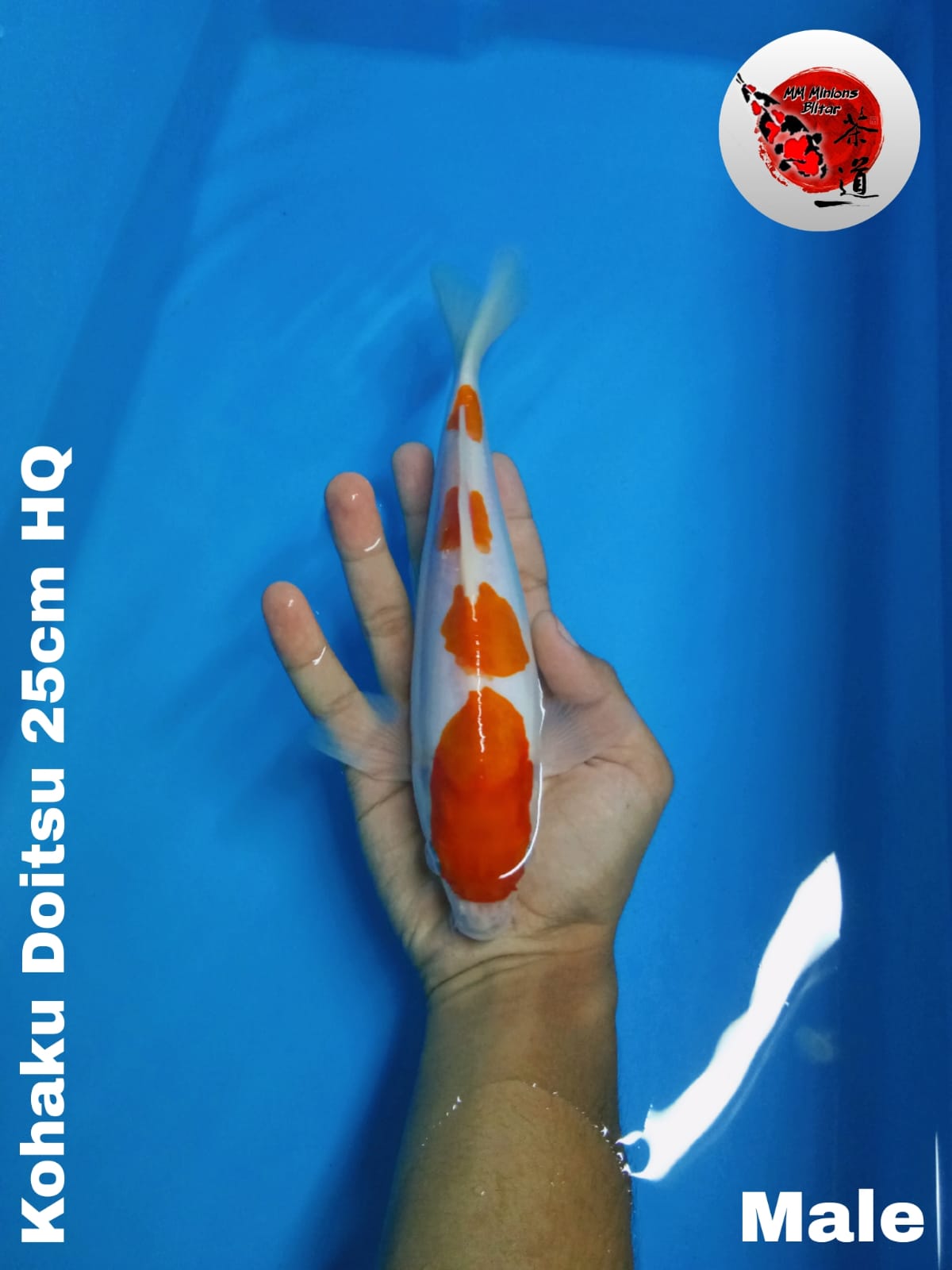 Lelang Koi Online, Jual Beli Ikan Koi, Pusat Jual Beli Koi, Info Lelang Koi Hari Ini, Platform Jual Beli Koi, Jual Beli Ikan Koi Online, Marketplace Ikan Koi, Jual Koi Terbaik, Tempat Beli Koi Berkualitas, Pasar Ikan Koi Online Terpercaya, Penjual Ikan Koi Terpercaya, Beli Koi Hias Online, Ikan Koi untuk Dijual, Koi Kualitas Terbaik, Toko Online Ikan Koi, Koi Hias Untuk Dijual, Jual Beli Ikan Koi Lokal, Koi Indonesia Online, Pusat Jual Beli Koi Terbesar