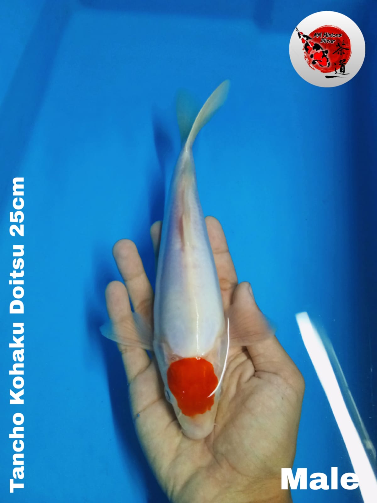 Lelang Koi Online, Jual Beli Ikan Koi, Pusat Jual Beli Koi, Info Lelang Koi Hari Ini, Platform Jual Beli Koi, Jual Beli Ikan Koi Online, Marketplace Ikan Koi, Jual Koi Terbaik, Tempat Beli Koi Berkualitas, Pasar Ikan Koi Online Terpercaya, Penjual Ikan Koi Terpercaya, Beli Koi Hias Online, Ikan Koi untuk Dijual, Koi Kualitas Terbaik, Toko Online Ikan Koi, Koi Hias Untuk Dijual, Jual Beli Ikan Koi Lokal, Koi Indonesia Online, Pusat Jual Beli Koi Terbesar