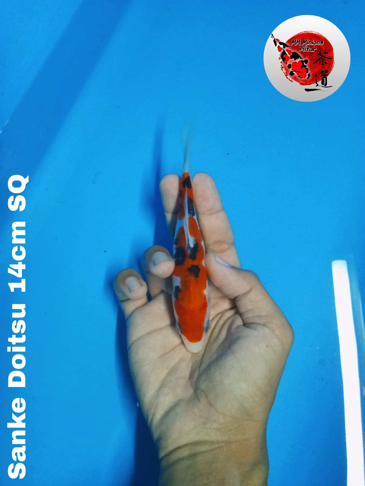 Lelang Koi Online, Jual Beli Ikan Koi, Pusat Jual Beli Koi, Info Lelang Koi Hari Ini, Platform Jual Beli Koi, Jual Beli Ikan Koi Online, Marketplace Ikan Koi, Jual Koi Terbaik, Tempat Beli Koi Berkualitas, Pasar Ikan Koi Online Terpercaya, Penjual Ikan Koi Terpercaya, Beli Koi Hias Online, Ikan Koi untuk Dijual, Koi Kualitas Terbaik, Toko Online Ikan Koi, Koi Hias Untuk Dijual, Jual Beli Ikan Koi Lokal, Koi Indonesia Online, Pusat Jual Beli Koi Terbesar