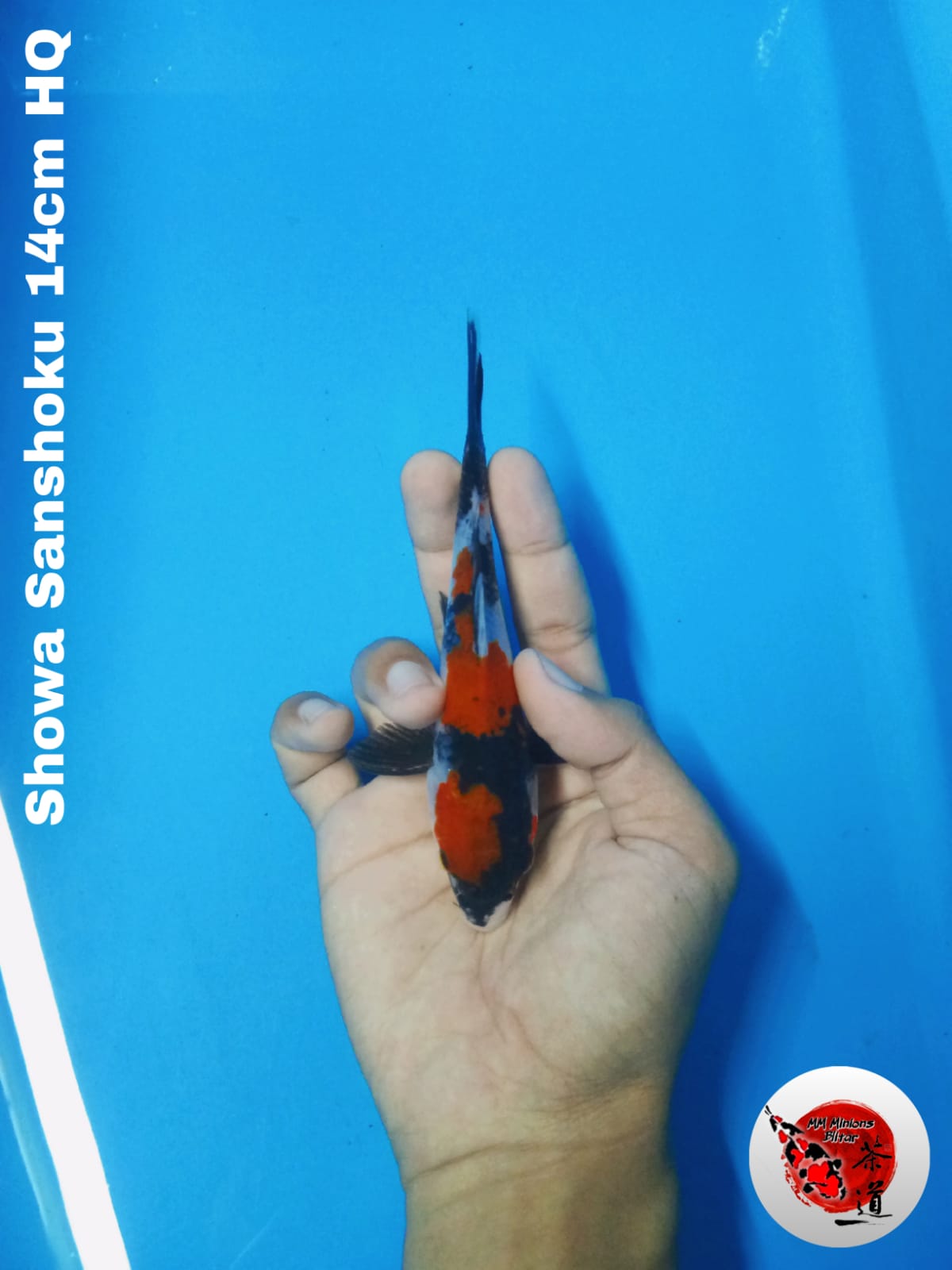 Lelang Koi Online, Jual Beli Ikan Koi, Pusat Jual Beli Koi, Info Lelang Koi Hari Ini, Platform Jual Beli Koi, Jual Beli Ikan Koi Online, Marketplace Ikan Koi, Jual Koi Terbaik, Tempat Beli Koi Berkualitas, Pasar Ikan Koi Online Terpercaya, Penjual Ikan Koi Terpercaya, Beli Koi Hias Online, Ikan Koi untuk Dijual, Koi Kualitas Terbaik, Toko Online Ikan Koi, Koi Hias Untuk Dijual, Jual Beli Ikan Koi Lokal, Koi Indonesia Online, Pusat Jual Beli Koi Terbesar