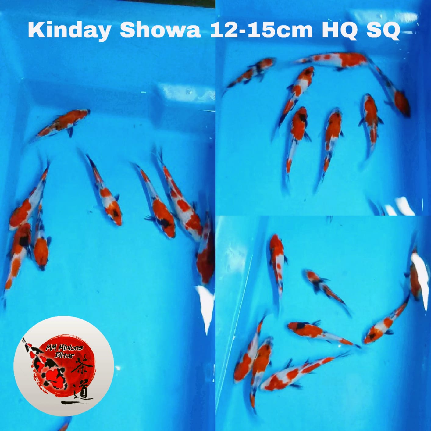 Lelang Koi Online, Jual Beli Ikan Koi, Pusat Jual Beli Koi, Info Lelang Koi Hari Ini, Platform Jual Beli Koi, Jual Beli Ikan Koi Online, Marketplace Ikan Koi, Jual Koi Terbaik, Tempat Beli Koi Berkualitas, Pasar Ikan Koi Online Terpercaya, Penjual Ikan Koi Terpercaya, Beli Koi Hias Online, Ikan Koi untuk Dijual, Koi Kualitas Terbaik, Toko Online Ikan Koi, Koi Hias Untuk Dijual, Jual Beli Ikan Koi Lokal, Koi Indonesia Online, Pusat Jual Beli Koi Terbesar