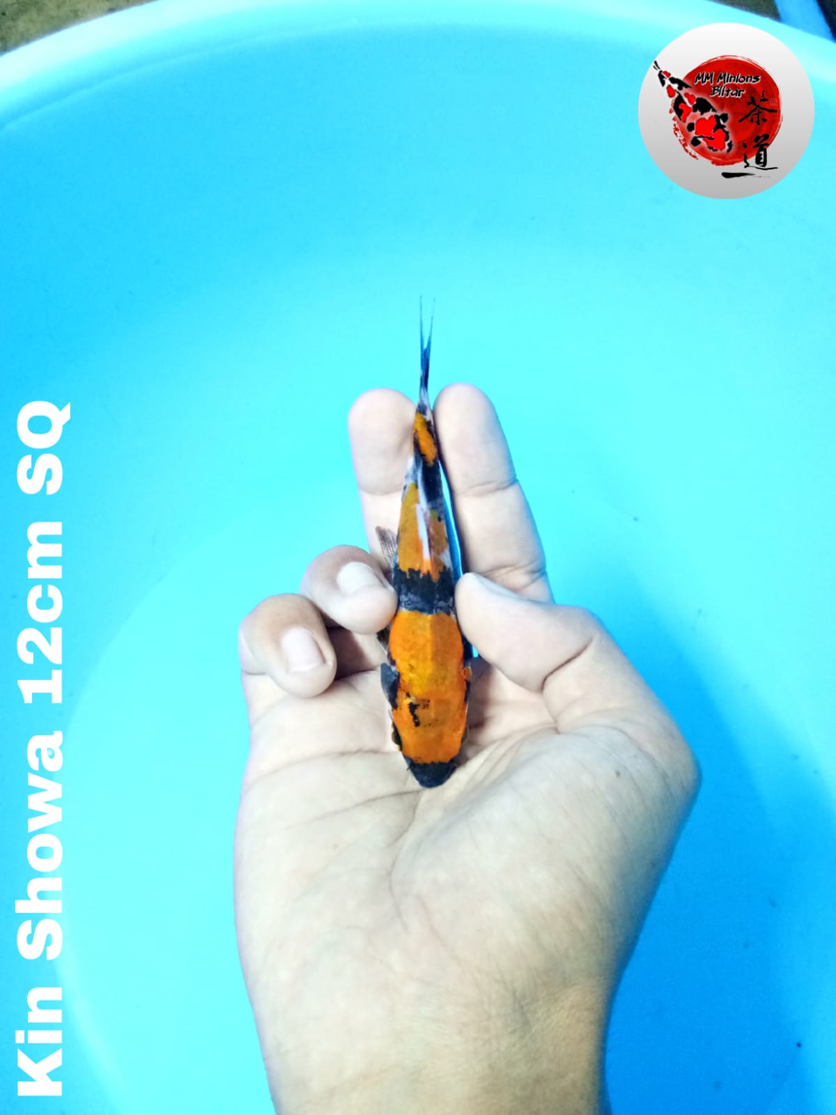 Lelang Koi Online, Jual Beli Ikan Koi, Pusat Jual Beli Koi, Info Lelang Koi Hari Ini, Platform Jual Beli Koi, Jual Beli Ikan Koi Online, Marketplace Ikan Koi, Jual Koi Terbaik, Tempat Beli Koi Berkualitas, Pasar Ikan Koi Online Terpercaya, Penjual Ikan Koi Terpercaya, Beli Koi Hias Online, Ikan Koi untuk Dijual, Koi Kualitas Terbaik, Toko Online Ikan Koi, Koi Hias Untuk Dijual, Jual Beli Ikan Koi Lokal, Koi Indonesia Online, Pusat Jual Beli Koi Terbesar