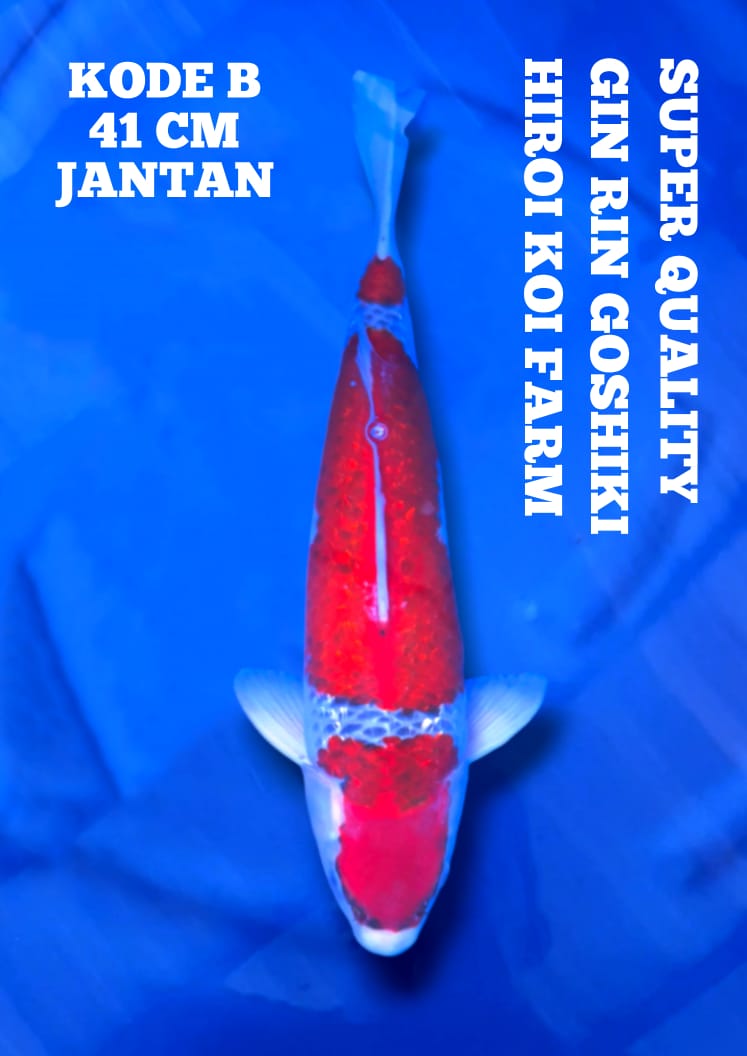 Lelang Koi Online, Jual Beli Ikan Koi, Pusat Jual Beli Koi, Info Lelang Koi Hari Ini, Platform Jual Beli Koi, Jual Beli Ikan Koi Online, Marketplace Ikan Koi, Jual Koi Terbaik, Tempat Beli Koi Berkualitas, Pasar Ikan Koi Online Terpercaya, Penjual Ikan Koi Terpercaya, Beli Koi Hias Online, Ikan Koi untuk Dijual, Koi Kualitas Terbaik, Toko Online Ikan Koi, Koi Hias Untuk Dijual, Jual Beli Ikan Koi Lokal, Koi Indonesia Online, Pusat Jual Beli Koi Terbesar