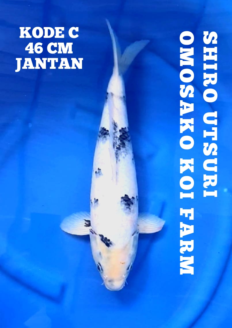 Lelang Koi Online, Jual Beli Ikan Koi, Pusat Jual Beli Koi, Info Lelang Koi Hari Ini, Platform Jual Beli Koi, Jual Beli Ikan Koi Online, Marketplace Ikan Koi, Jual Koi Terbaik, Tempat Beli Koi Berkualitas, Pasar Ikan Koi Online Terpercaya, Penjual Ikan Koi Terpercaya, Beli Koi Hias Online, Ikan Koi untuk Dijual, Koi Kualitas Terbaik, Toko Online Ikan Koi, Koi Hias Untuk Dijual, Jual Beli Ikan Koi Lokal, Koi Indonesia Online, Pusat Jual Beli Koi Terbesar