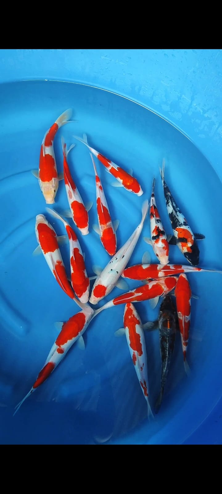 Lelang Koi Online, Jual Beli Ikan Koi, Pusat Jual Beli Koi, Info Lelang Koi Hari Ini, Platform Jual Beli Koi, Jual Beli Ikan Koi Online, Marketplace Ikan Koi, Jual Koi Terbaik, Tempat Beli Koi Berkualitas, Pasar Ikan Koi Online Terpercaya, Penjual Ikan Koi Terpercaya, Beli Koi Hias Online, Ikan Koi untuk Dijual, Koi Kualitas Terbaik, Toko Online Ikan Koi, Koi Hias Untuk Dijual, Jual Beli Ikan Koi Lokal, Koi Indonesia Online, Pusat Jual Beli Koi Terbesar