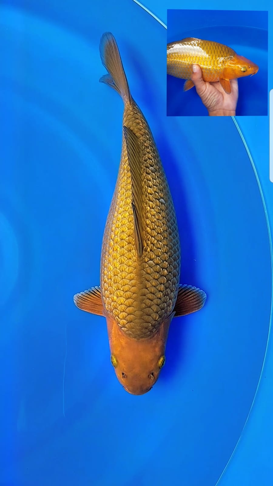 Lelang Koi Online, Jual Beli Ikan Koi, Pusat Jual Beli Koi, Info Lelang Koi Hari Ini, Platform Jual Beli Koi, Jual Beli Ikan Koi Online, Marketplace Ikan Koi, Jual Koi Terbaik, Tempat Beli Koi Berkualitas, Pasar Ikan Koi Online Terpercaya, Penjual Ikan Koi Terpercaya, Beli Koi Hias Online, Ikan Koi untuk Dijual, Koi Kualitas Terbaik, Toko Online Ikan Koi, Koi Hias Untuk Dijual, Jual Beli Ikan Koi Lokal, Koi Indonesia Online, Pusat Jual Beli Koi Terbesar