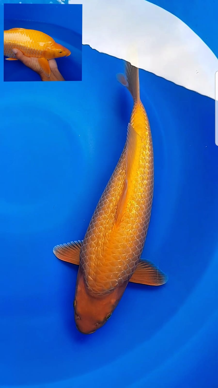 Lelang Koi Online, Jual Beli Ikan Koi, Pusat Jual Beli Koi, Info Lelang Koi Hari Ini, Platform Jual Beli Koi, Jual Beli Ikan Koi Online, Marketplace Ikan Koi, Jual Koi Terbaik, Tempat Beli Koi Berkualitas, Pasar Ikan Koi Online Terpercaya, Penjual Ikan Koi Terpercaya, Beli Koi Hias Online, Ikan Koi untuk Dijual, Koi Kualitas Terbaik, Toko Online Ikan Koi, Koi Hias Untuk Dijual, Jual Beli Ikan Koi Lokal, Koi Indonesia Online, Pusat Jual Beli Koi Terbesar