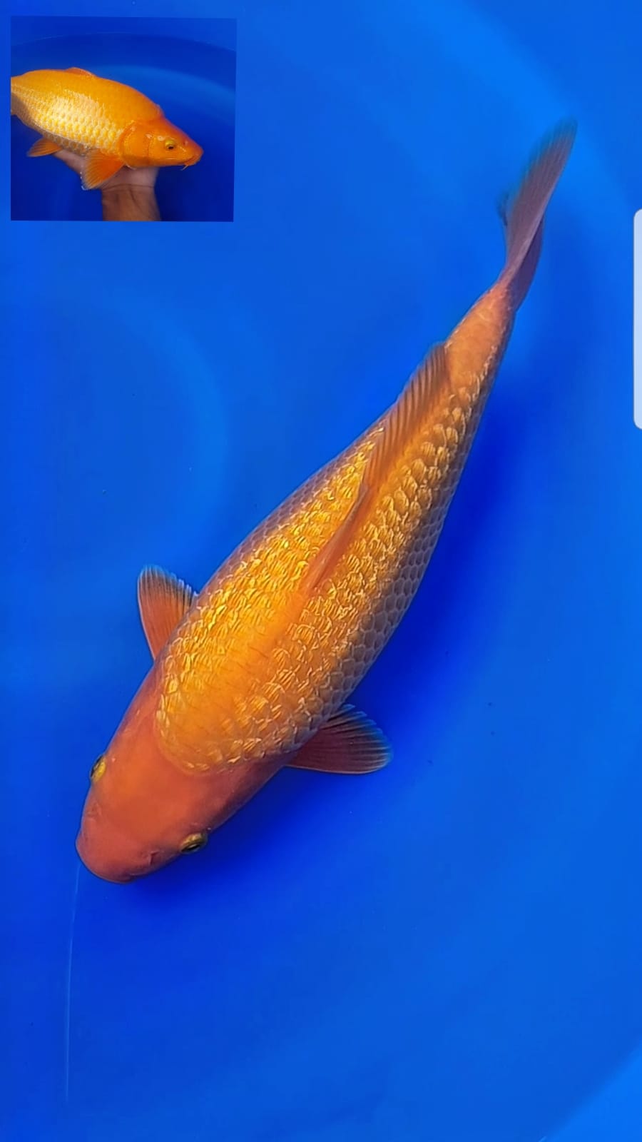 Lelang Koi Online, Jual Beli Ikan Koi, Pusat Jual Beli Koi, Info Lelang Koi Hari Ini, Platform Jual Beli Koi, Jual Beli Ikan Koi Online, Marketplace Ikan Koi, Jual Koi Terbaik, Tempat Beli Koi Berkualitas, Pasar Ikan Koi Online Terpercaya, Penjual Ikan Koi Terpercaya, Beli Koi Hias Online, Ikan Koi untuk Dijual, Koi Kualitas Terbaik, Toko Online Ikan Koi, Koi Hias Untuk Dijual, Jual Beli Ikan Koi Lokal, Koi Indonesia Online, Pusat Jual Beli Koi Terbesar