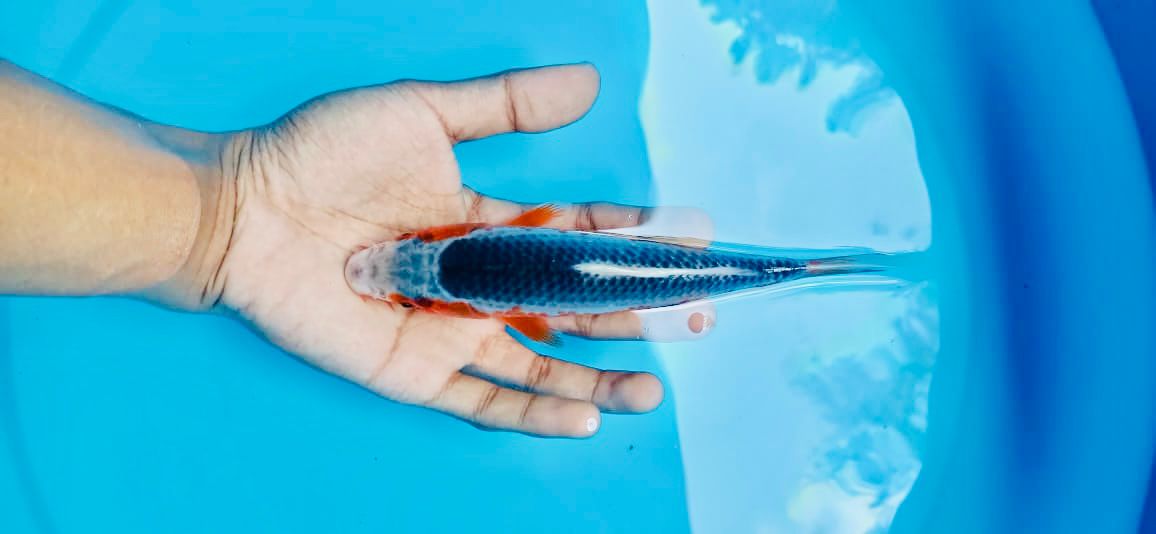 Lelang Koi Online, Jual Beli Ikan Koi, Pusat Jual Beli Koi, Info Lelang Koi Hari Ini, Platform Jual Beli Koi, Jual Beli Ikan Koi Online, Marketplace Ikan Koi, Jual Koi Terbaik, Tempat Beli Koi Berkualitas, Pasar Ikan Koi Online Terpercaya, Penjual Ikan Koi Terpercaya, Beli Koi Hias Online, Ikan Koi untuk Dijual, Koi Kualitas Terbaik, Toko Online Ikan Koi, Koi Hias Untuk Dijual, Jual Beli Ikan Koi Lokal, Koi Indonesia Online, Pusat Jual Beli Koi Terbesar