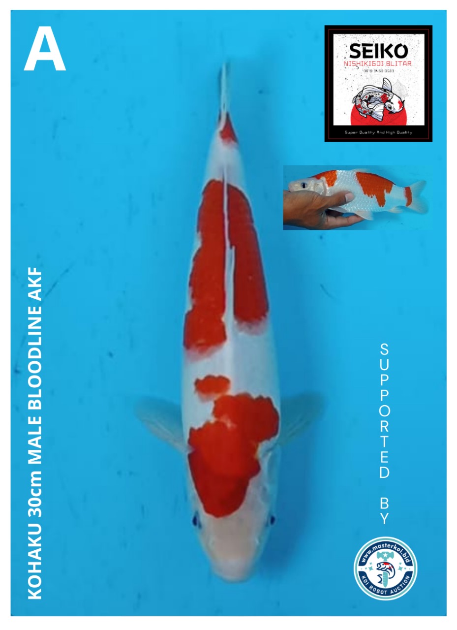 Lelang Koi Online, Jual Beli Ikan Koi, Pusat Jual Beli Koi, Info Lelang Koi Hari Ini, Platform Jual Beli Koi, Jual Beli Ikan Koi Online, Marketplace Ikan Koi, Jual Koi Terbaik, Tempat Beli Koi Berkualitas, Pasar Ikan Koi Online Terpercaya, Penjual Ikan Koi Terpercaya, Beli Koi Hias Online, Ikan Koi untuk Dijual, Koi Kualitas Terbaik, Toko Online Ikan Koi, Koi Hias Untuk Dijual, Jual Beli Ikan Koi Lokal, Koi Indonesia Online, Pusat Jual Beli Koi Terbesar