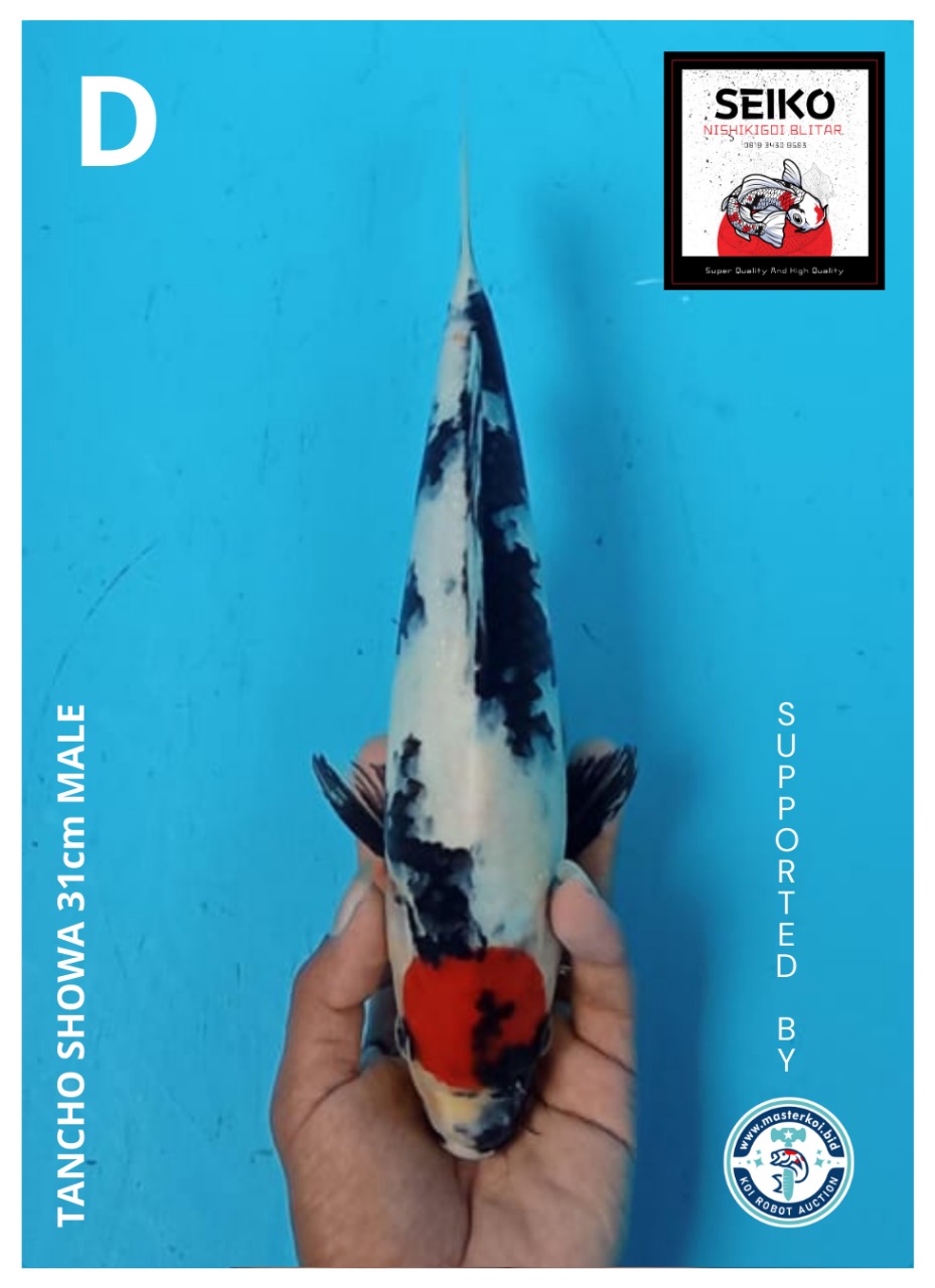 Lelang Koi Online, Jual Beli Ikan Koi, Pusat Jual Beli Koi, Info Lelang Koi Hari Ini, Platform Jual Beli Koi, Jual Beli Ikan Koi Online, Marketplace Ikan Koi, Jual Koi Terbaik, Tempat Beli Koi Berkualitas, Pasar Ikan Koi Online Terpercaya, Penjual Ikan Koi Terpercaya, Beli Koi Hias Online, Ikan Koi untuk Dijual, Koi Kualitas Terbaik, Toko Online Ikan Koi, Koi Hias Untuk Dijual, Jual Beli Ikan Koi Lokal, Koi Indonesia Online, Pusat Jual Beli Koi Terbesar