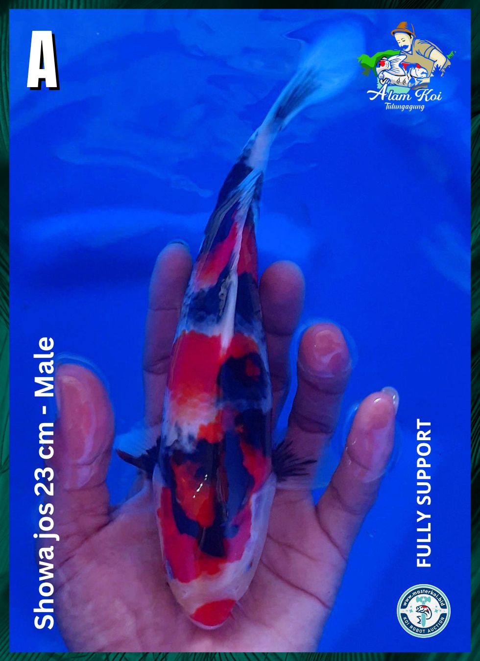 Lelang Koi Online, Jual Beli Ikan Koi, Pusat Jual Beli Koi, Info Lelang Koi Hari Ini, Platform Jual Beli Koi, Jual Beli Ikan Koi Online, Marketplace Ikan Koi, Jual Koi Terbaik, Tempat Beli Koi Berkualitas, Pasar Ikan Koi Online Terpercaya, Penjual Ikan Koi Terpercaya, Beli Koi Hias Online, Ikan Koi untuk Dijual, Koi Kualitas Terbaik, Toko Online Ikan Koi, Koi Hias Untuk Dijual, Jual Beli Ikan Koi Lokal, Koi Indonesia Online, Pusat Jual Beli Koi Terbesar