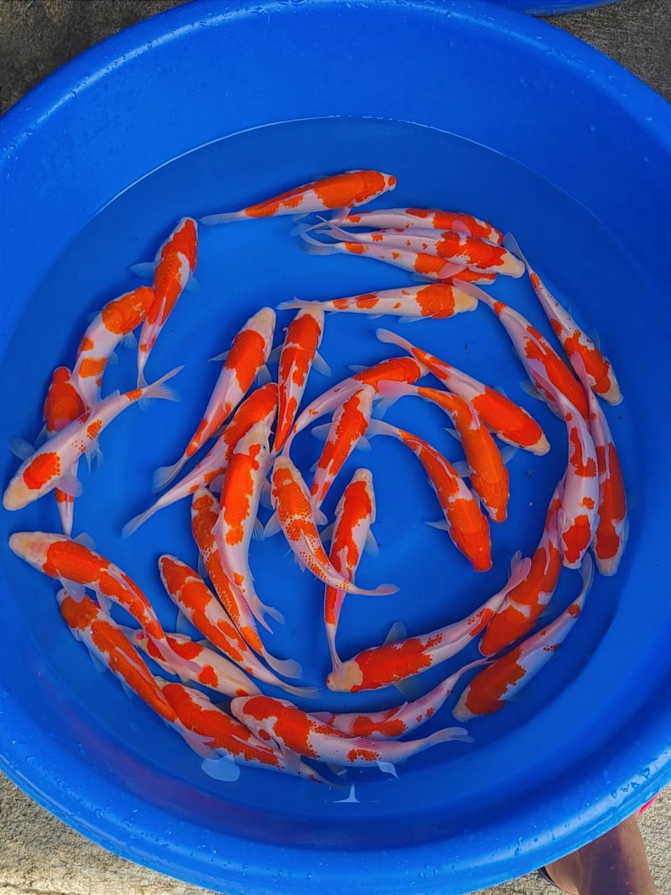 Lelang Koi Online, Jual Beli Ikan Koi, Pusat Jual Beli Koi, Info Lelang Koi Hari Ini, Platform Jual Beli Koi, Jual Beli Ikan Koi Online, Marketplace Ikan Koi, Jual Koi Terbaik, Tempat Beli Koi Berkualitas, Pasar Ikan Koi Online Terpercaya, Penjual Ikan Koi Terpercaya, Beli Koi Hias Online, Ikan Koi untuk Dijual, Koi Kualitas Terbaik, Toko Online Ikan Koi, Koi Hias Untuk Dijual, Jual Beli Ikan Koi Lokal, Koi Indonesia Online, Pusat Jual Beli Koi Terbesar