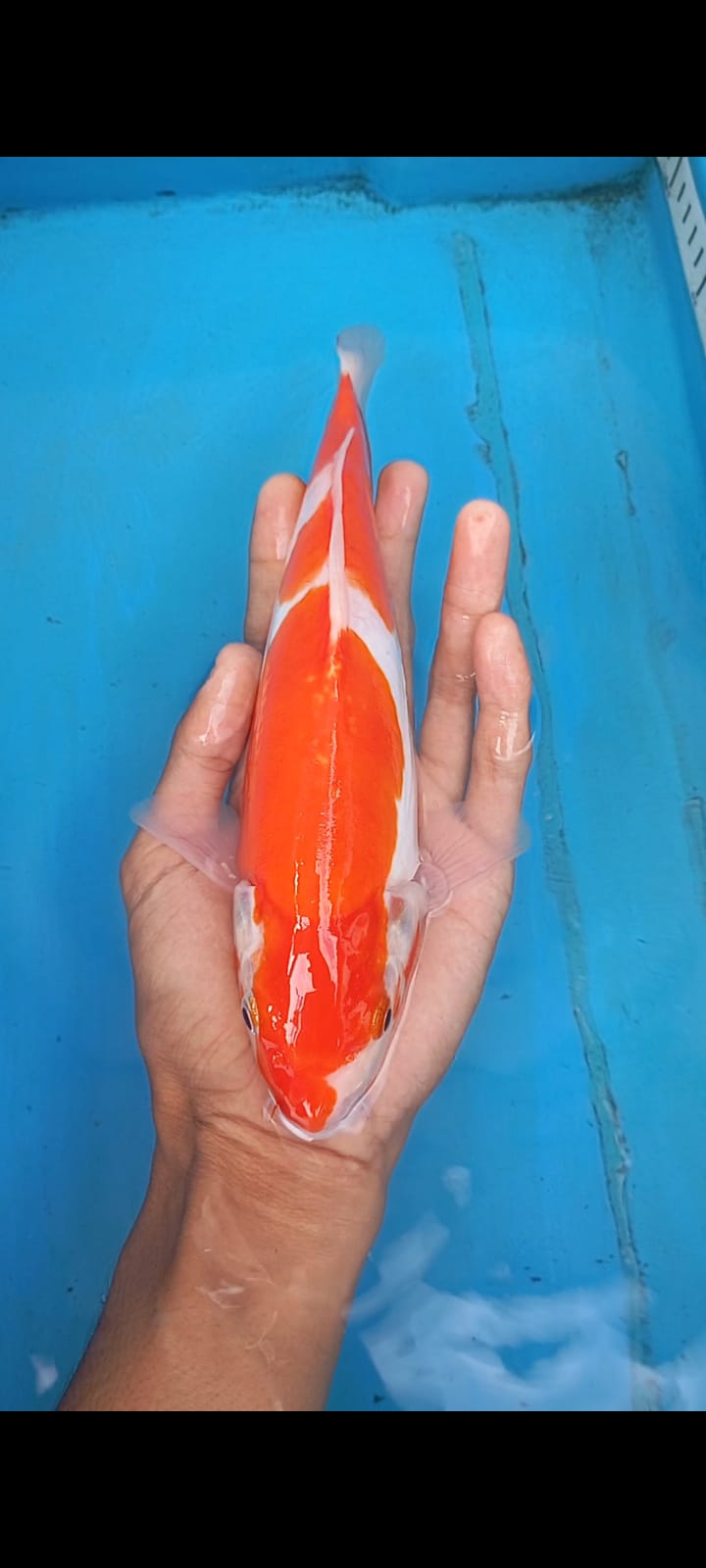 Lelang Koi Online, Jual Beli Ikan Koi, Pusat Jual Beli Koi, Info Lelang Koi Hari Ini, Platform Jual Beli Koi, Jual Beli Ikan Koi Online, Marketplace Ikan Koi, Jual Koi Terbaik, Tempat Beli Koi Berkualitas, Pasar Ikan Koi Online Terpercaya, Penjual Ikan Koi Terpercaya, Beli Koi Hias Online, Ikan Koi untuk Dijual, Koi Kualitas Terbaik, Toko Online Ikan Koi, Koi Hias Untuk Dijual, Jual Beli Ikan Koi Lokal, Koi Indonesia Online, Pusat Jual Beli Koi Terbesar