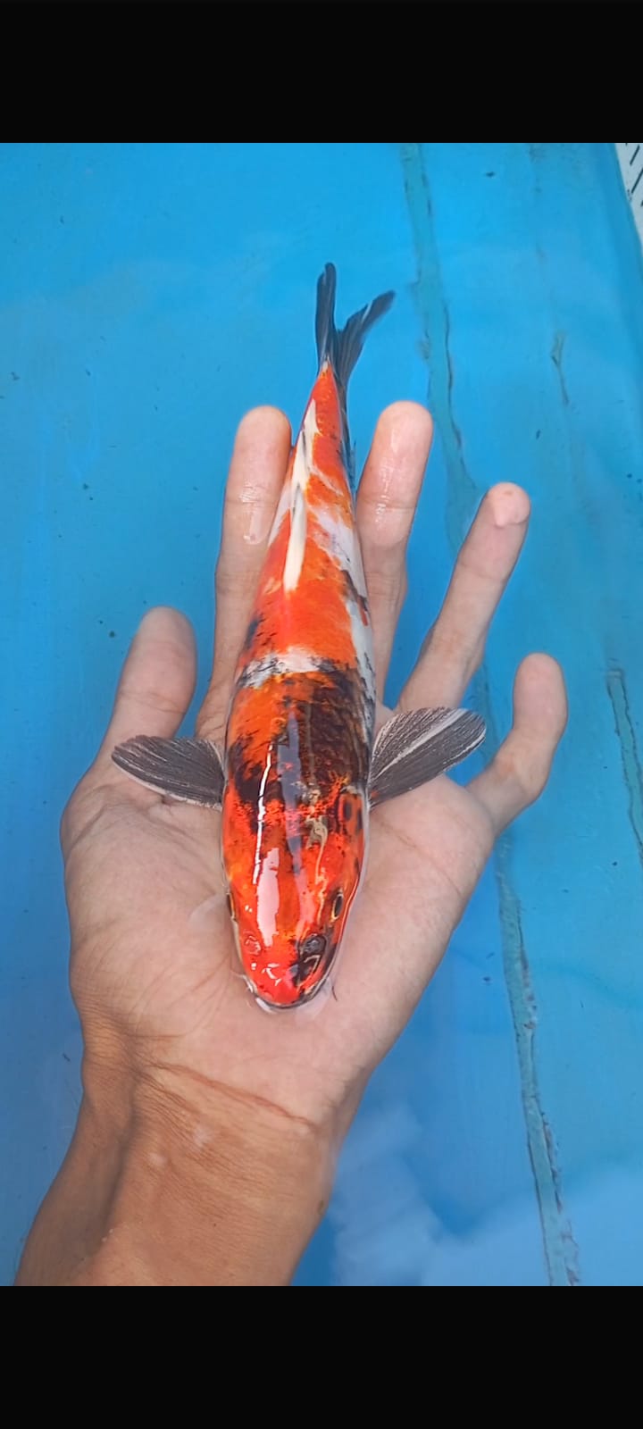 Lelang Koi Online, Jual Beli Ikan Koi, Pusat Jual Beli Koi, Info Lelang Koi Hari Ini, Platform Jual Beli Koi, Jual Beli Ikan Koi Online, Marketplace Ikan Koi, Jual Koi Terbaik, Tempat Beli Koi Berkualitas, Pasar Ikan Koi Online Terpercaya, Penjual Ikan Koi Terpercaya, Beli Koi Hias Online, Ikan Koi untuk Dijual, Koi Kualitas Terbaik, Toko Online Ikan Koi, Koi Hias Untuk Dijual, Jual Beli Ikan Koi Lokal, Koi Indonesia Online, Pusat Jual Beli Koi Terbesar