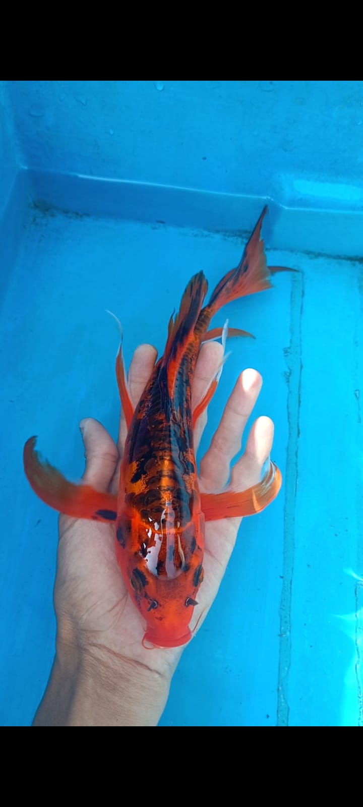 Lelang Koi Online, Jual Beli Ikan Koi, Pusat Jual Beli Koi, Info Lelang Koi Hari Ini, Platform Jual Beli Koi, Jual Beli Ikan Koi Online, Marketplace Ikan Koi, Jual Koi Terbaik, Tempat Beli Koi Berkualitas, Pasar Ikan Koi Online Terpercaya, Penjual Ikan Koi Terpercaya, Beli Koi Hias Online, Ikan Koi untuk Dijual, Koi Kualitas Terbaik, Toko Online Ikan Koi, Koi Hias Untuk Dijual, Jual Beli Ikan Koi Lokal, Koi Indonesia Online, Pusat Jual Beli Koi Terbesar