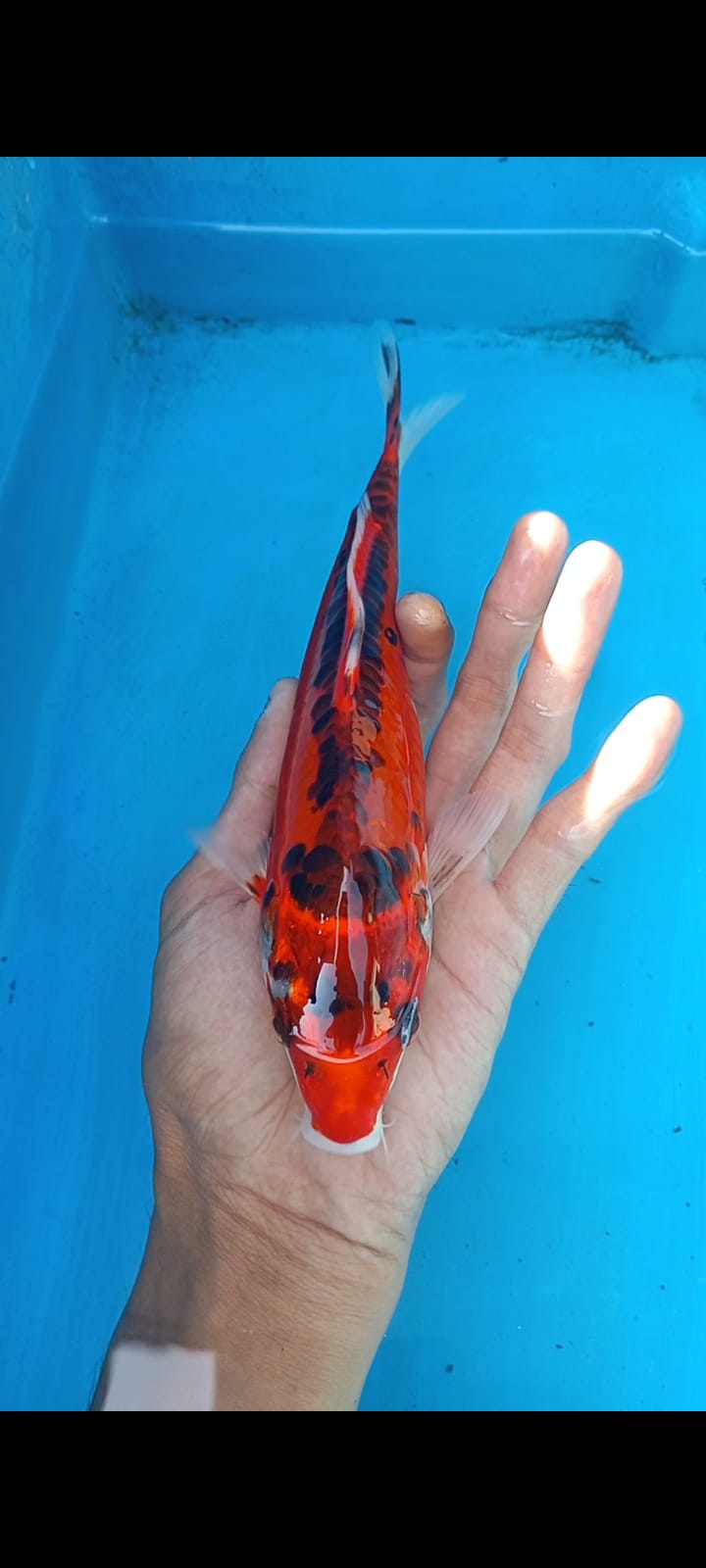 Lelang Koi Online, Jual Beli Ikan Koi, Pusat Jual Beli Koi, Info Lelang Koi Hari Ini, Platform Jual Beli Koi, Jual Beli Ikan Koi Online, Marketplace Ikan Koi, Jual Koi Terbaik, Tempat Beli Koi Berkualitas, Pasar Ikan Koi Online Terpercaya, Penjual Ikan Koi Terpercaya, Beli Koi Hias Online, Ikan Koi untuk Dijual, Koi Kualitas Terbaik, Toko Online Ikan Koi, Koi Hias Untuk Dijual, Jual Beli Ikan Koi Lokal, Koi Indonesia Online, Pusat Jual Beli Koi Terbesar