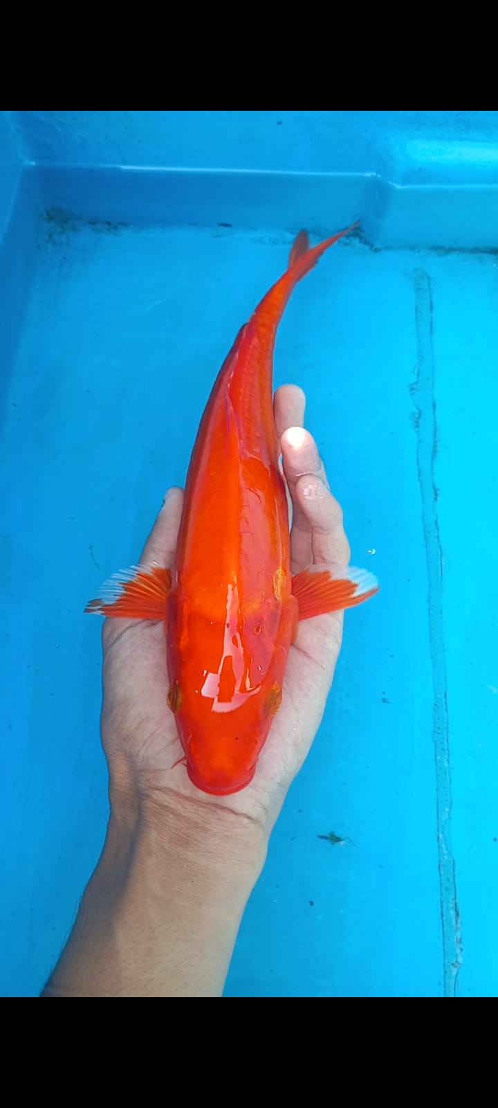 Lelang Koi Online, Jual Beli Ikan Koi, Pusat Jual Beli Koi, Info Lelang Koi Hari Ini, Platform Jual Beli Koi, Jual Beli Ikan Koi Online, Marketplace Ikan Koi, Jual Koi Terbaik, Tempat Beli Koi Berkualitas, Pasar Ikan Koi Online Terpercaya, Penjual Ikan Koi Terpercaya, Beli Koi Hias Online, Ikan Koi untuk Dijual, Koi Kualitas Terbaik, Toko Online Ikan Koi, Koi Hias Untuk Dijual, Jual Beli Ikan Koi Lokal, Koi Indonesia Online, Pusat Jual Beli Koi Terbesar