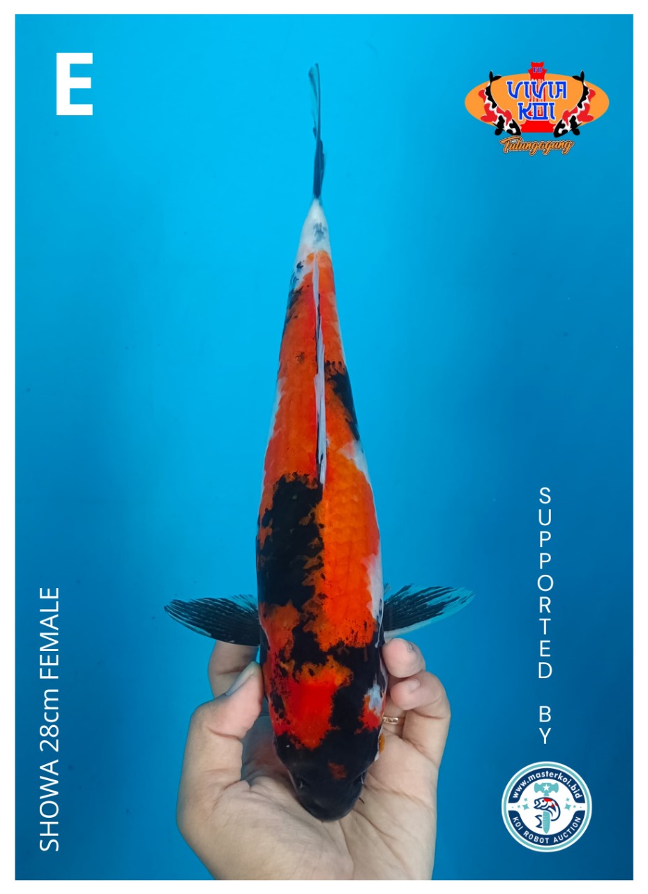 Lelang Koi Online, Jual Beli Ikan Koi, Pusat Jual Beli Koi, Info Lelang Koi Hari Ini, Platform Jual Beli Koi, Jual Beli Ikan Koi Online, Marketplace Ikan Koi, Jual Koi Terbaik, Tempat Beli Koi Berkualitas, Pasar Ikan Koi Online Terpercaya, Penjual Ikan Koi Terpercaya, Beli Koi Hias Online, Ikan Koi untuk Dijual, Koi Kualitas Terbaik, Toko Online Ikan Koi, Koi Hias Untuk Dijual, Jual Beli Ikan Koi Lokal, Koi Indonesia Online, Pusat Jual Beli Koi Terbesar