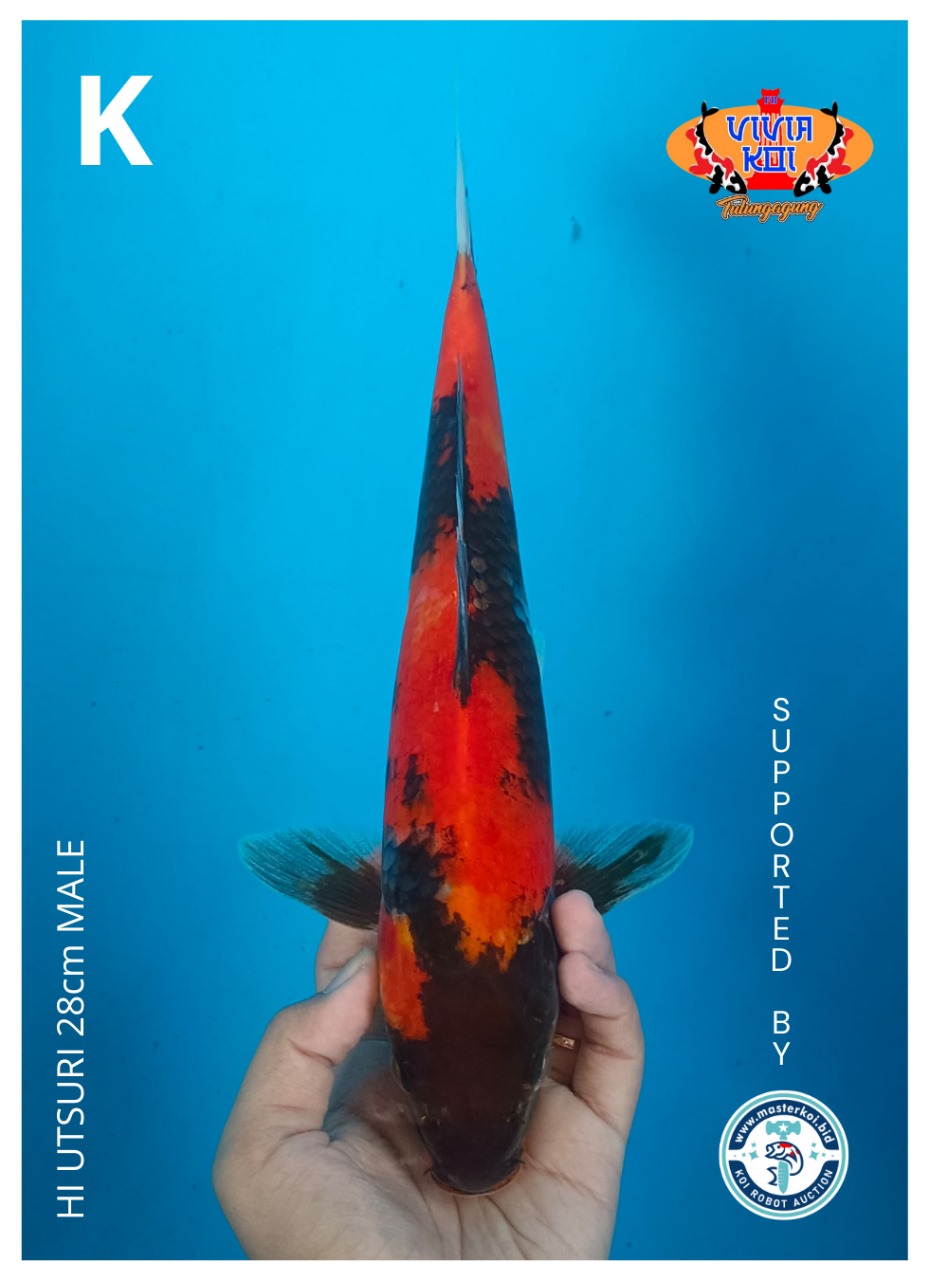 Lelang Koi Online, Jual Beli Ikan Koi, Pusat Jual Beli Koi, Info Lelang Koi Hari Ini, Platform Jual Beli Koi, Jual Beli Ikan Koi Online, Marketplace Ikan Koi, Jual Koi Terbaik, Tempat Beli Koi Berkualitas, Pasar Ikan Koi Online Terpercaya, Penjual Ikan Koi Terpercaya, Beli Koi Hias Online, Ikan Koi untuk Dijual, Koi Kualitas Terbaik, Toko Online Ikan Koi, Koi Hias Untuk Dijual, Jual Beli Ikan Koi Lokal, Koi Indonesia Online, Pusat Jual Beli Koi Terbesar