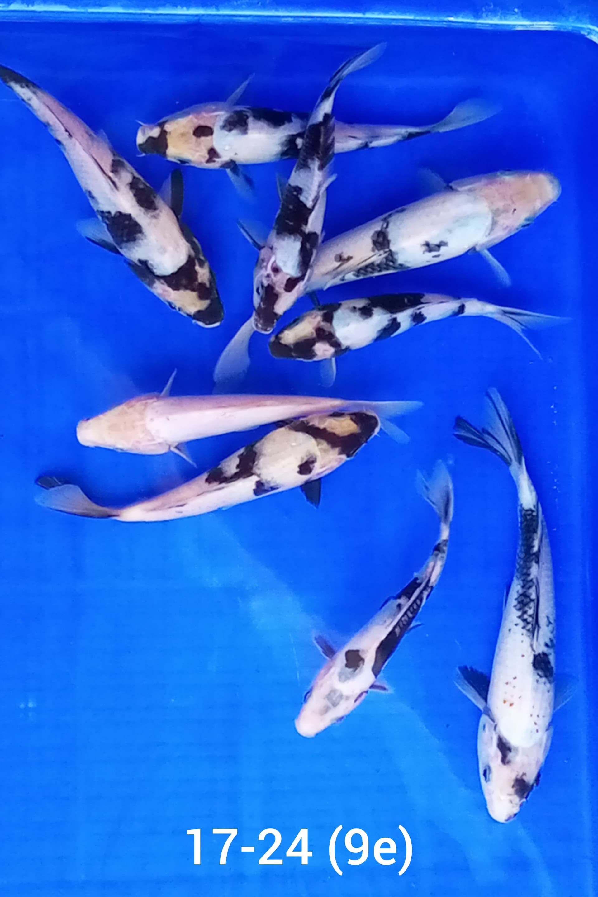 Lelang Koi Online, Jual Beli Ikan Koi, Pusat Jual Beli Koi, Info Lelang Koi Hari Ini, Platform Jual Beli Koi, Jual Beli Ikan Koi Online, Marketplace Ikan Koi, Jual Koi Terbaik, Tempat Beli Koi Berkualitas, Pasar Ikan Koi Online Terpercaya, Penjual Ikan Koi Terpercaya, Beli Koi Hias Online, Ikan Koi untuk Dijual, Koi Kualitas Terbaik, Toko Online Ikan Koi, Koi Hias Untuk Dijual, Jual Beli Ikan Koi Lokal, Koi Indonesia Online, Pusat Jual Beli Koi Terbesar