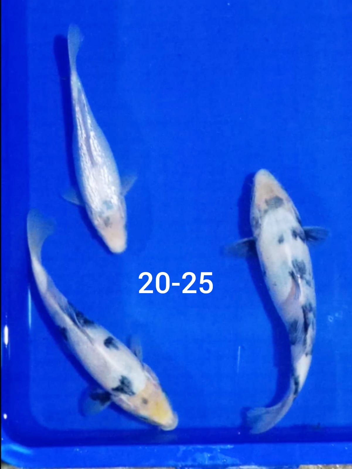 Lelang Koi Online, Jual Beli Ikan Koi, Pusat Jual Beli Koi, Info Lelang Koi Hari Ini, Platform Jual Beli Koi, Jual Beli Ikan Koi Online, Marketplace Ikan Koi, Jual Koi Terbaik, Tempat Beli Koi Berkualitas, Pasar Ikan Koi Online Terpercaya, Penjual Ikan Koi Terpercaya, Beli Koi Hias Online, Ikan Koi untuk Dijual, Koi Kualitas Terbaik, Toko Online Ikan Koi, Koi Hias Untuk Dijual, Jual Beli Ikan Koi Lokal, Koi Indonesia Online, Pusat Jual Beli Koi Terbesar