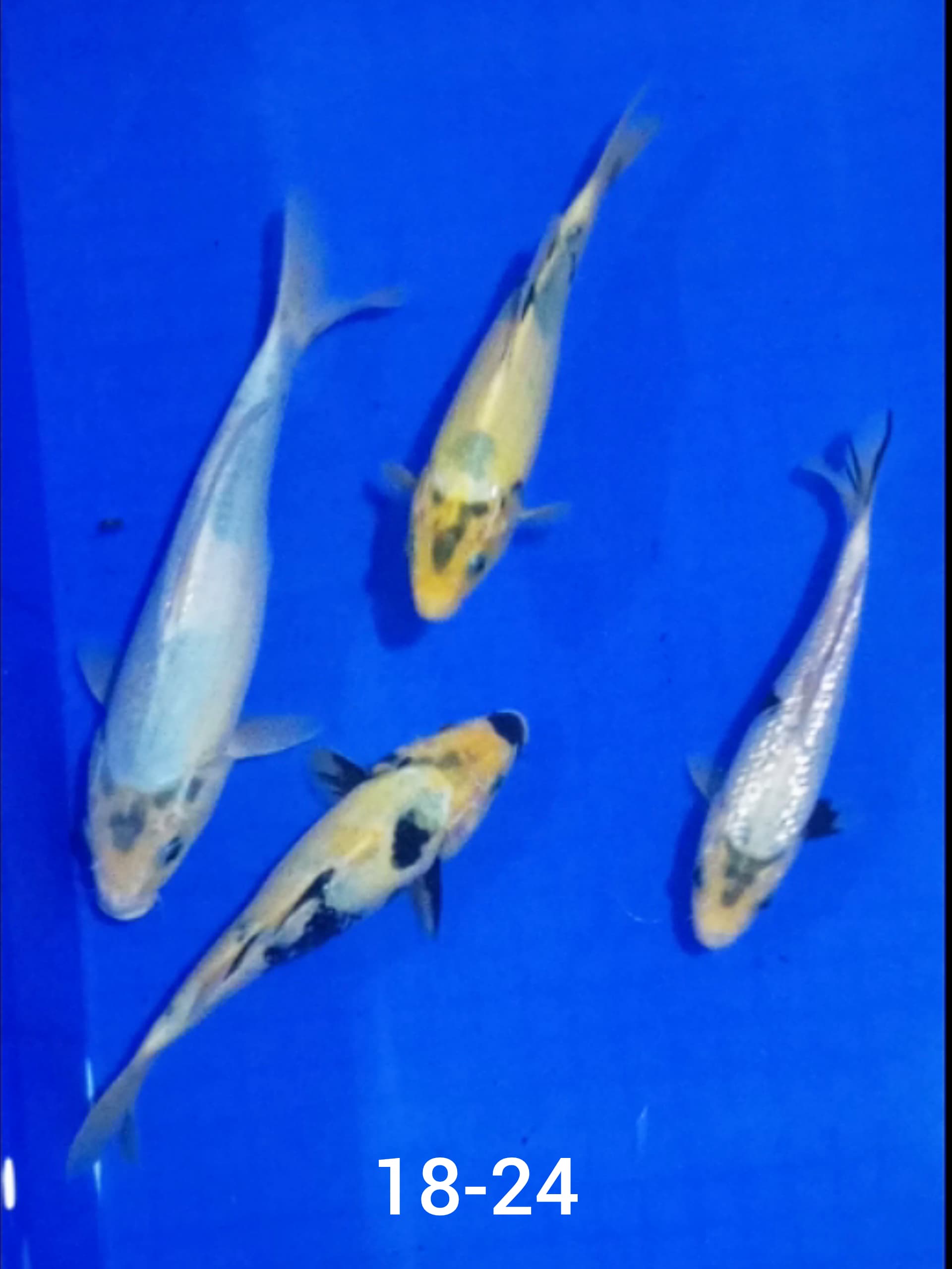 Lelang Koi Online, Jual Beli Ikan Koi, Pusat Jual Beli Koi, Info Lelang Koi Hari Ini, Platform Jual Beli Koi, Jual Beli Ikan Koi Online, Marketplace Ikan Koi, Jual Koi Terbaik, Tempat Beli Koi Berkualitas, Pasar Ikan Koi Online Terpercaya, Penjual Ikan Koi Terpercaya, Beli Koi Hias Online, Ikan Koi untuk Dijual, Koi Kualitas Terbaik, Toko Online Ikan Koi, Koi Hias Untuk Dijual, Jual Beli Ikan Koi Lokal, Koi Indonesia Online, Pusat Jual Beli Koi Terbesar