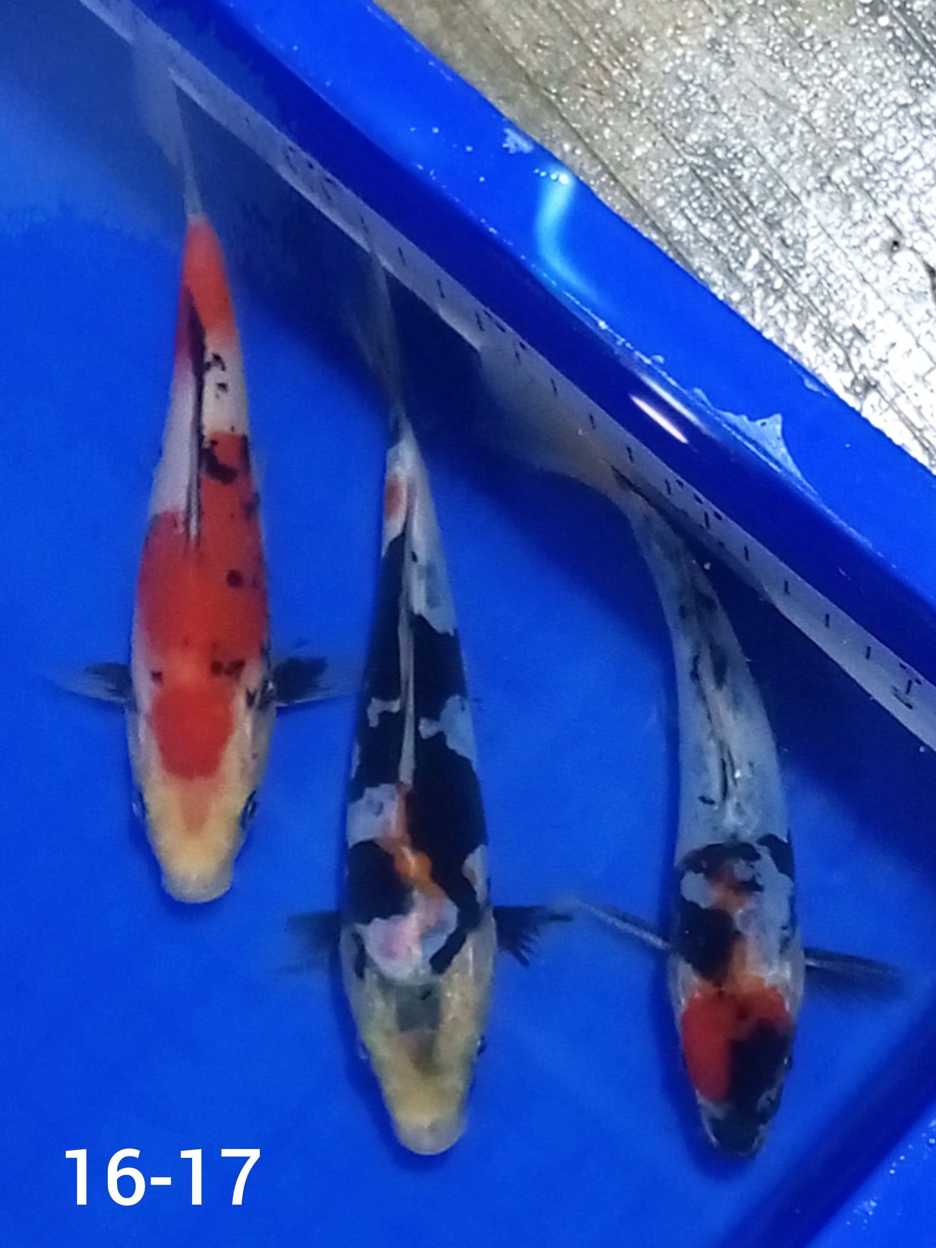 Lelang Koi Online, Jual Beli Ikan Koi, Pusat Jual Beli Koi, Info Lelang Koi Hari Ini, Platform Jual Beli Koi, Jual Beli Ikan Koi Online, Marketplace Ikan Koi, Jual Koi Terbaik, Tempat Beli Koi Berkualitas, Pasar Ikan Koi Online Terpercaya, Penjual Ikan Koi Terpercaya, Beli Koi Hias Online, Ikan Koi untuk Dijual, Koi Kualitas Terbaik, Toko Online Ikan Koi, Koi Hias Untuk Dijual, Jual Beli Ikan Koi Lokal, Koi Indonesia Online, Pusat Jual Beli Koi Terbesar