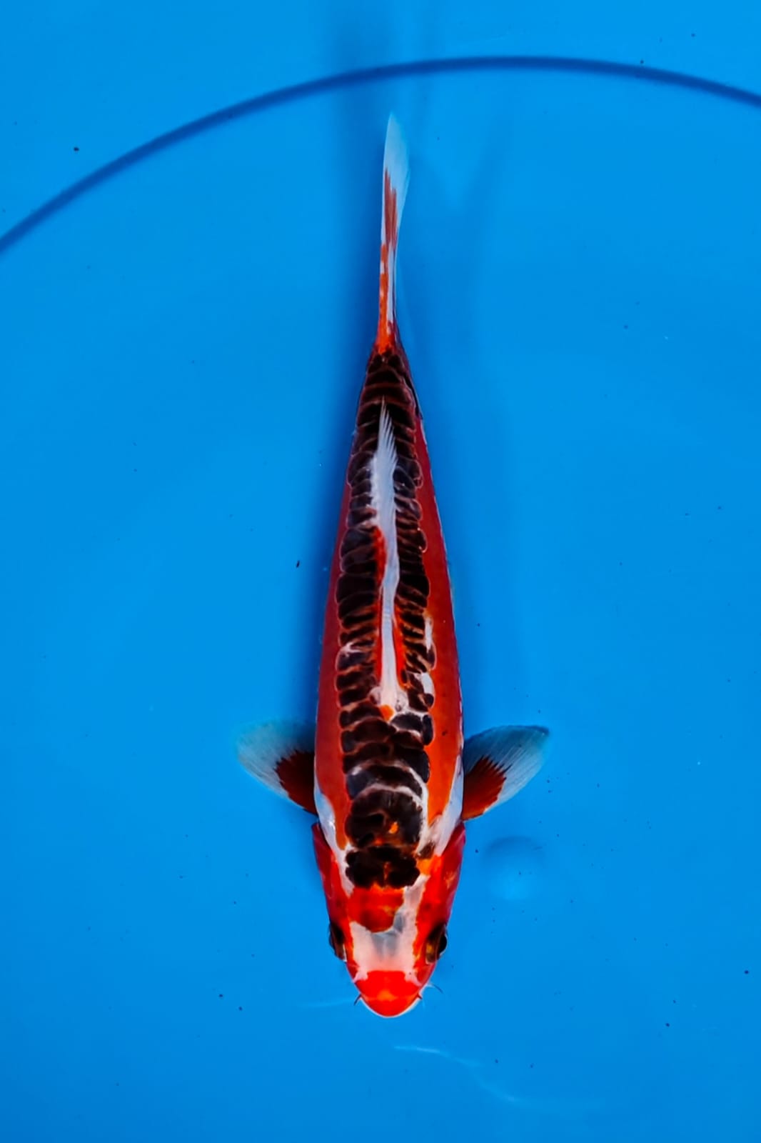 Lelang Koi Online, Jual Beli Ikan Koi, Pusat Jual Beli Koi, Info Lelang Koi Hari Ini, Platform Jual Beli Koi, Jual Beli Ikan Koi Online, Marketplace Ikan Koi, Jual Koi Terbaik, Tempat Beli Koi Berkualitas, Pasar Ikan Koi Online Terpercaya, Penjual Ikan Koi Terpercaya, Beli Koi Hias Online, Ikan Koi untuk Dijual, Koi Kualitas Terbaik, Toko Online Ikan Koi, Koi Hias Untuk Dijual, Jual Beli Ikan Koi Lokal, Koi Indonesia Online, Pusat Jual Beli Koi Terbesar