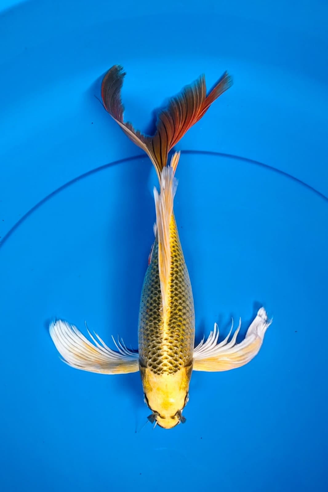 Lelang Koi Online, Jual Beli Ikan Koi, Pusat Jual Beli Koi, Info Lelang Koi Hari Ini, Platform Jual Beli Koi, Jual Beli Ikan Koi Online, Marketplace Ikan Koi, Jual Koi Terbaik, Tempat Beli Koi Berkualitas, Pasar Ikan Koi Online Terpercaya, Penjual Ikan Koi Terpercaya, Beli Koi Hias Online, Ikan Koi untuk Dijual, Koi Kualitas Terbaik, Toko Online Ikan Koi, Koi Hias Untuk Dijual, Jual Beli Ikan Koi Lokal, Koi Indonesia Online, Pusat Jual Beli Koi Terbesar