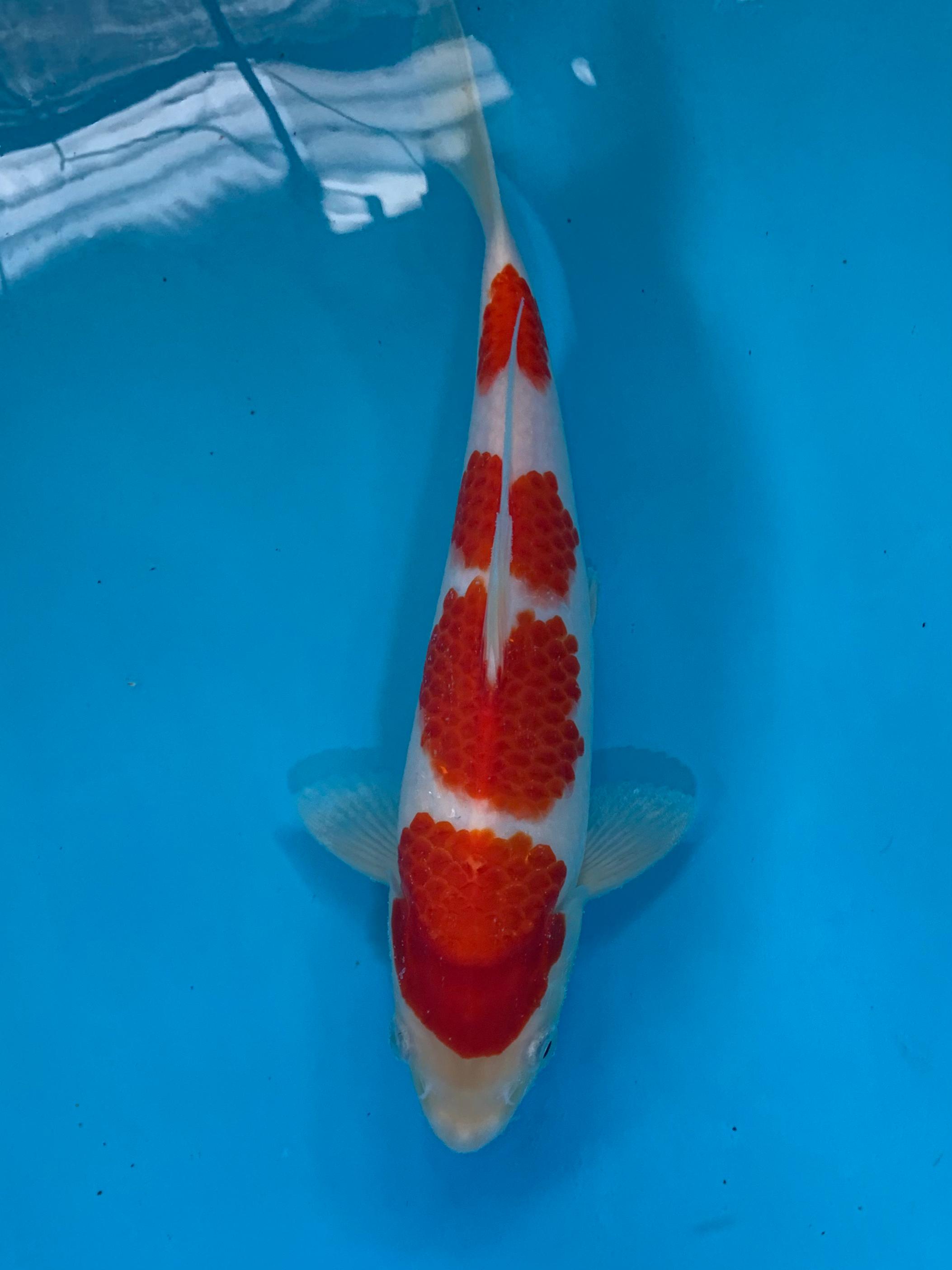 Lelang Koi Online, Jual Beli Ikan Koi, Pusat Jual Beli Koi, Info Lelang Koi Hari Ini, Platform Jual Beli Koi, Jual Beli Ikan Koi Online, Marketplace Ikan Koi, Jual Koi Terbaik, Tempat Beli Koi Berkualitas, Pasar Ikan Koi Online Terpercaya, Penjual Ikan Koi Terpercaya, Beli Koi Hias Online, Ikan Koi untuk Dijual, Koi Kualitas Terbaik, Toko Online Ikan Koi, Koi Hias Untuk Dijual, Jual Beli Ikan Koi Lokal, Koi Indonesia Online, Pusat Jual Beli Koi Terbesar