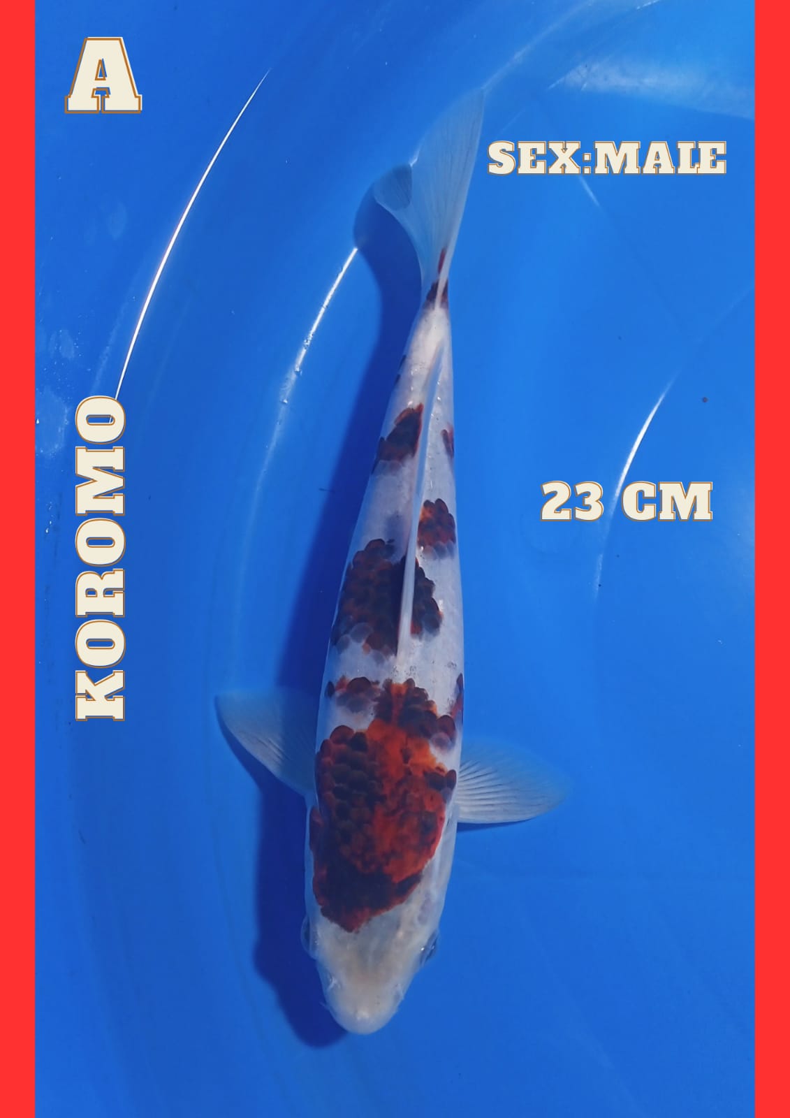 Lelang Koi Online, Jual Beli Ikan Koi, Pusat Jual Beli Koi, Info Lelang Koi Hari Ini, Platform Jual Beli Koi, Jual Beli Ikan Koi Online, Marketplace Ikan Koi, Jual Koi Terbaik, Tempat Beli Koi Berkualitas, Pasar Ikan Koi Online Terpercaya, Penjual Ikan Koi Terpercaya, Beli Koi Hias Online, Ikan Koi untuk Dijual, Koi Kualitas Terbaik, Toko Online Ikan Koi, Koi Hias Untuk Dijual, Jual Beli Ikan Koi Lokal, Koi Indonesia Online, Pusat Jual Beli Koi Terbesar