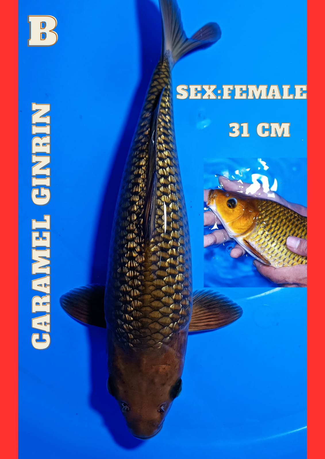 Lelang Koi Online, Jual Beli Ikan Koi, Pusat Jual Beli Koi, Info Lelang Koi Hari Ini, Platform Jual Beli Koi, Jual Beli Ikan Koi Online, Marketplace Ikan Koi, Jual Koi Terbaik, Tempat Beli Koi Berkualitas, Pasar Ikan Koi Online Terpercaya, Penjual Ikan Koi Terpercaya, Beli Koi Hias Online, Ikan Koi untuk Dijual, Koi Kualitas Terbaik, Toko Online Ikan Koi, Koi Hias Untuk Dijual, Jual Beli Ikan Koi Lokal, Koi Indonesia Online, Pusat Jual Beli Koi Terbesar