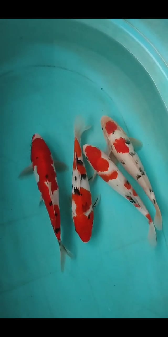 Lelang Koi Online, Jual Beli Ikan Koi, Pusat Jual Beli Koi, Info Lelang Koi Hari Ini, Platform Jual Beli Koi, Jual Beli Ikan Koi Online, Marketplace Ikan Koi, Jual Koi Terbaik, Tempat Beli Koi Berkualitas, Pasar Ikan Koi Online Terpercaya, Penjual Ikan Koi Terpercaya, Beli Koi Hias Online, Ikan Koi untuk Dijual, Koi Kualitas Terbaik, Toko Online Ikan Koi, Koi Hias Untuk Dijual, Jual Beli Ikan Koi Lokal, Koi Indonesia Online, Pusat Jual Beli Koi Terbesar